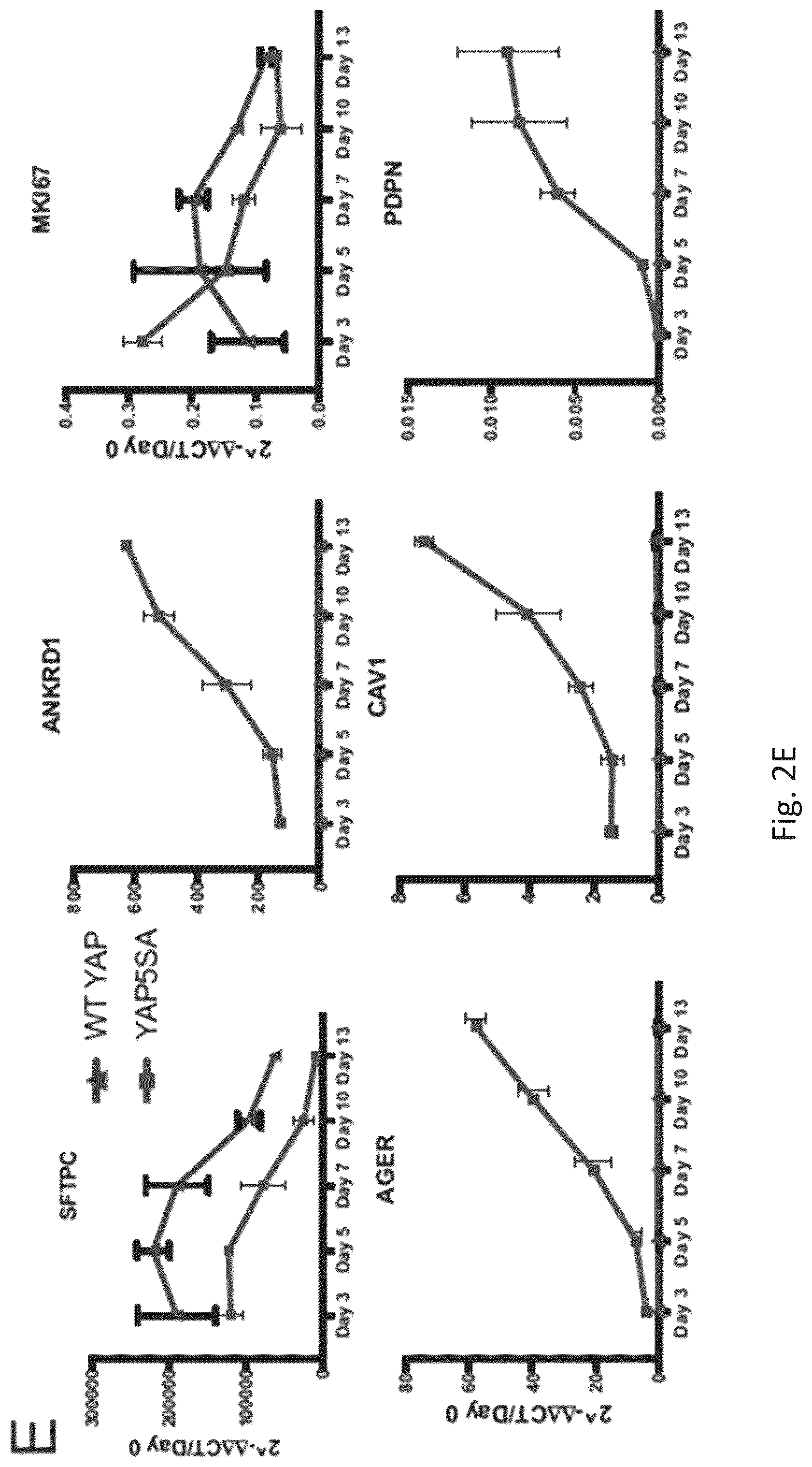 Patent US12324818 Figure 11 – Generation of alveolar epithelial type 1 (AT1) cells