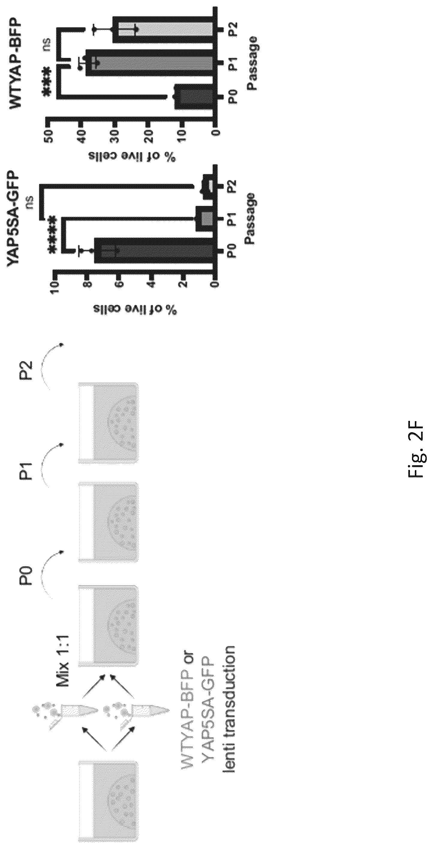 Patent US12324818 Figure 12 – Generation of alveolar epithelial type 1 (AT1) cells