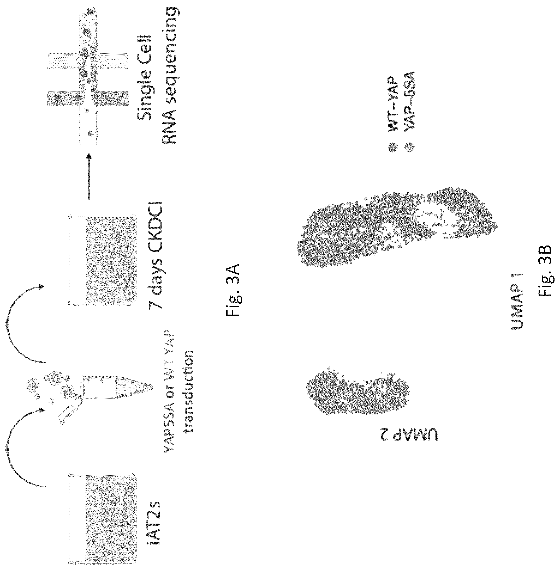Patent US12324818 Figure 14 – Generation of alveolar epithelial type 1 (AT1) cells