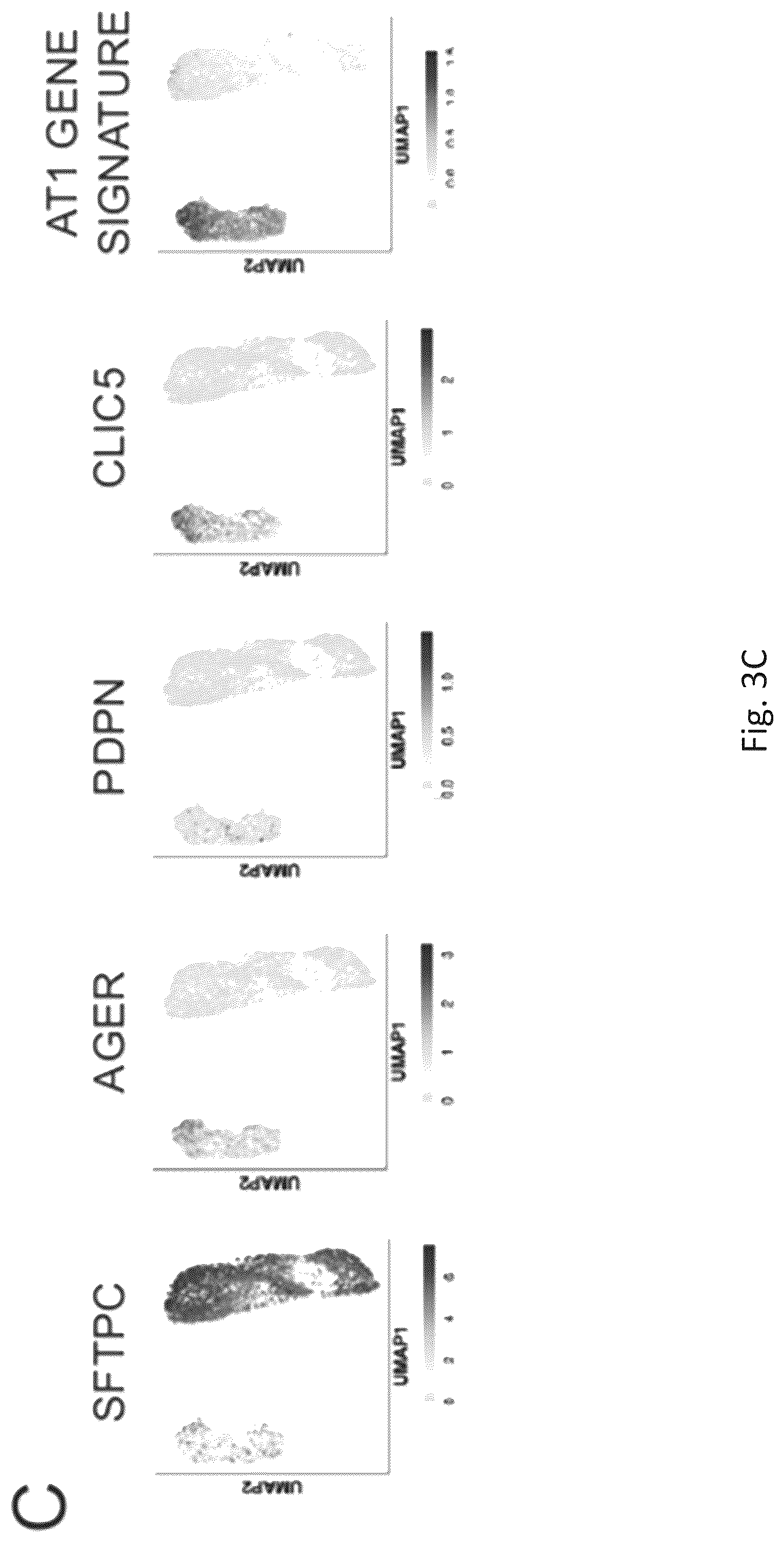 Patent US12324818 Figure 15 – Generation of alveolar epithelial type 1 (AT1) cells