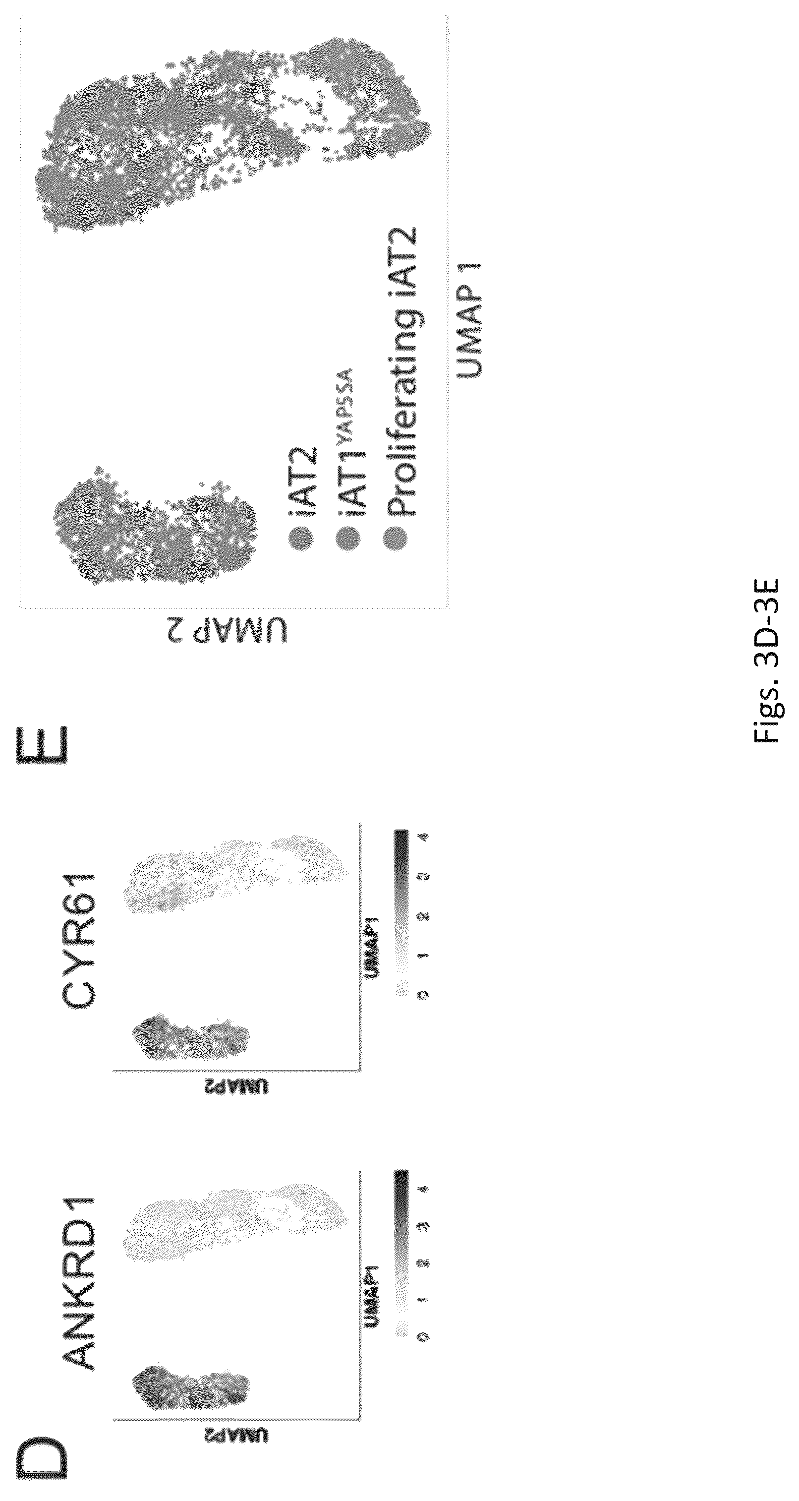 Patent US12324818 Figure 16 – Generation of alveolar epithelial type 1 (AT1) cells