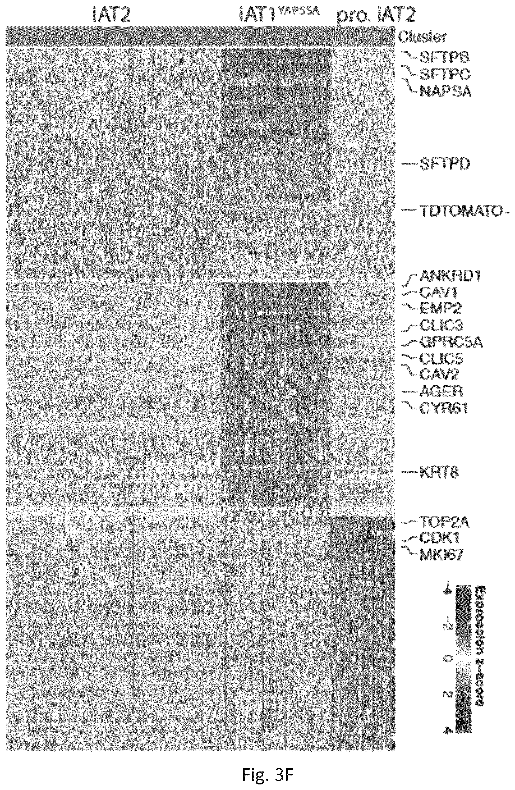 Patent US12324818 Figure 17 – Generation of alveolar epithelial type 1 (AT1) cells