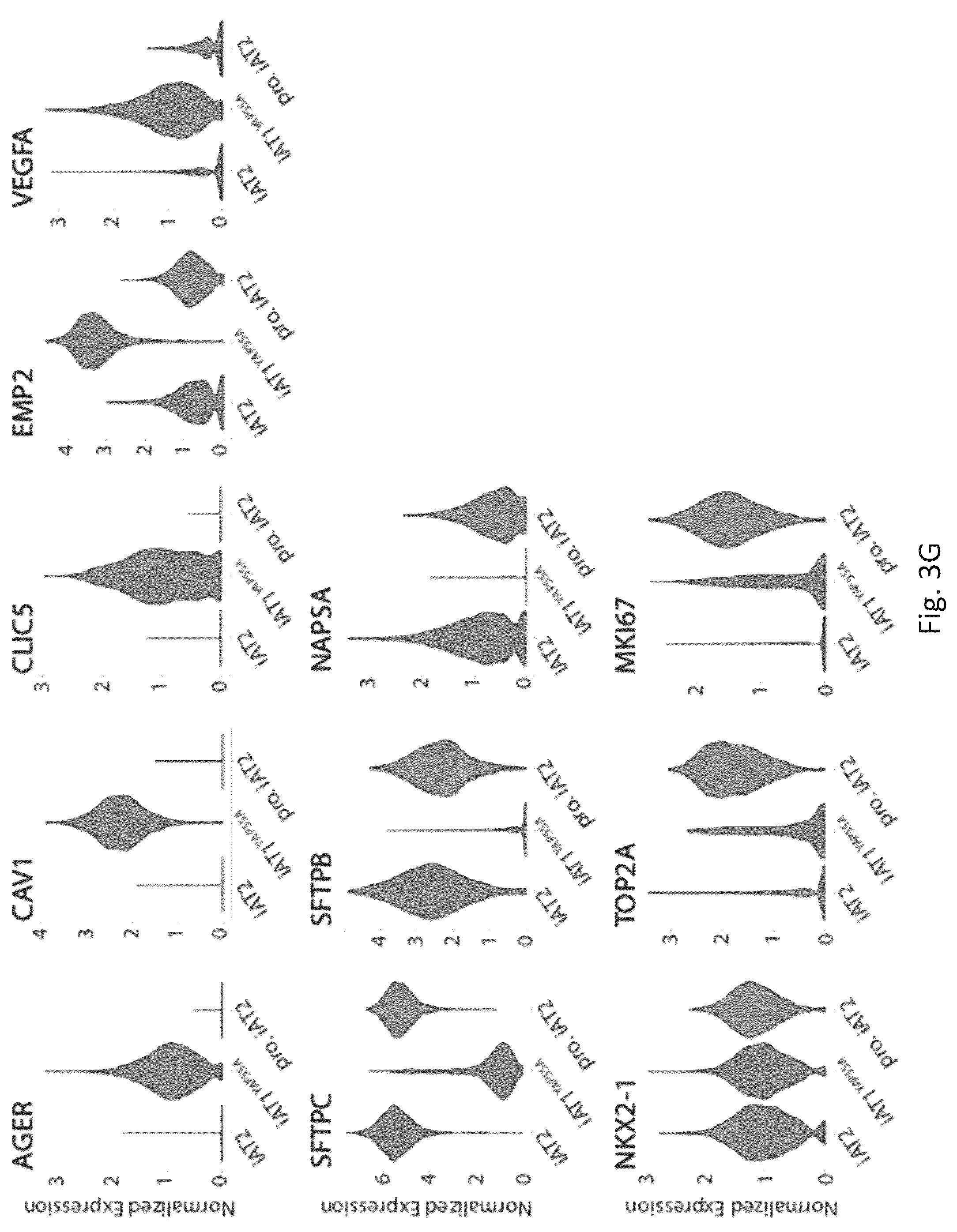 Patent US12324818 Figure 18 – Generation of alveolar epithelial type 1 (AT1) cells