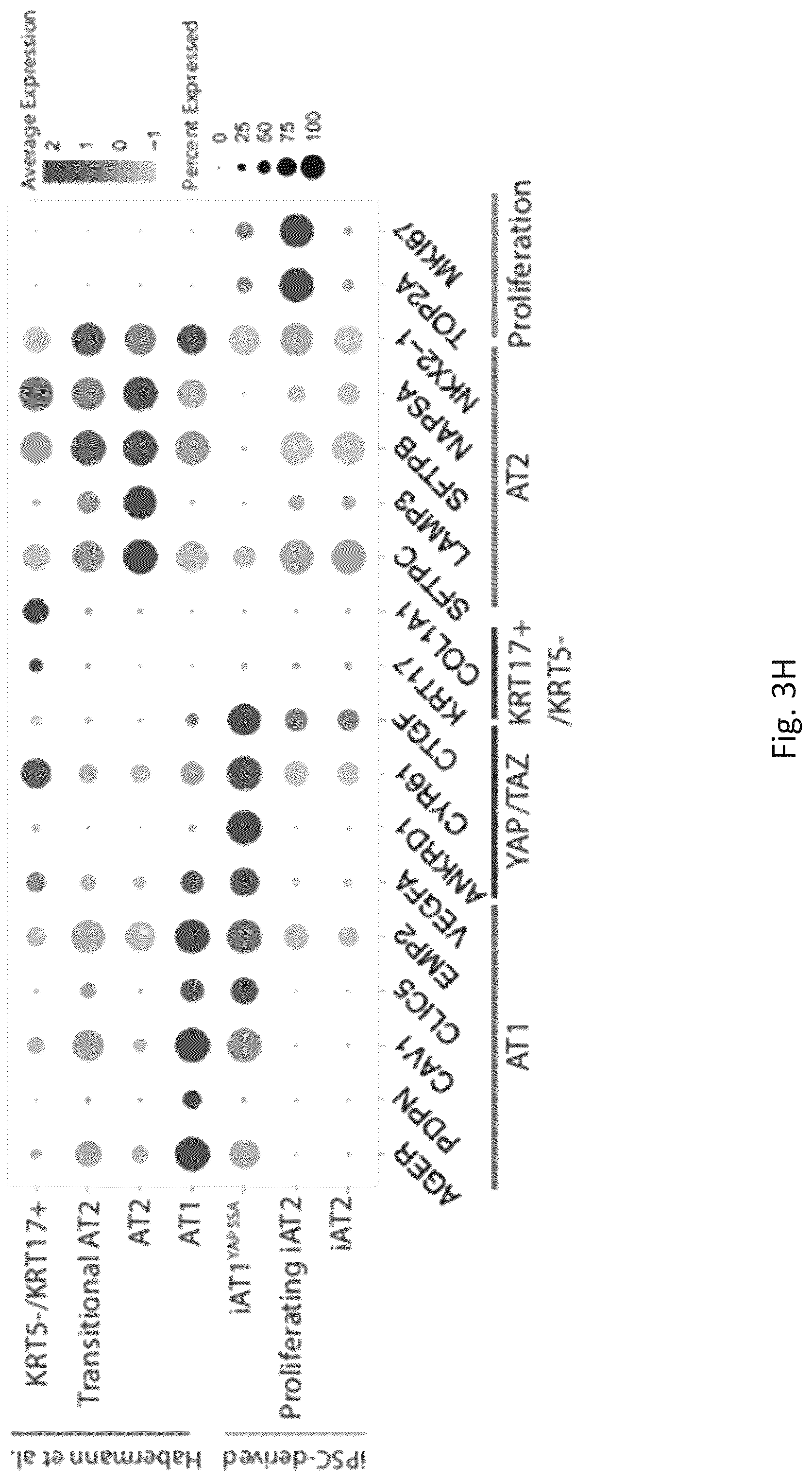 Patent US12324818 Figure 19 – Generation of alveolar epithelial type 1 (AT1) cells