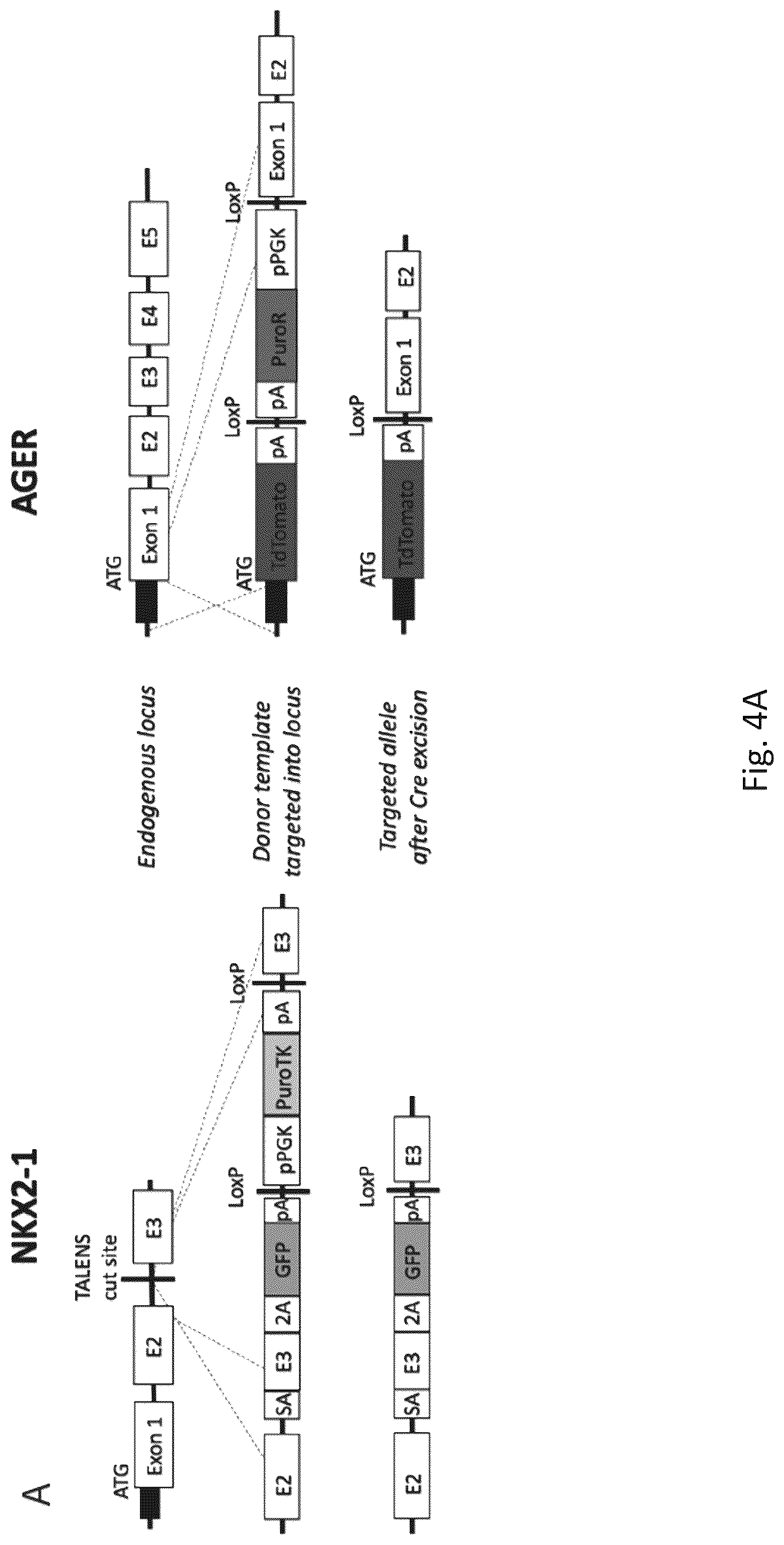 Patent US12324818 Figure 20 – Generation of alveolar epithelial type 1 (AT1) cells