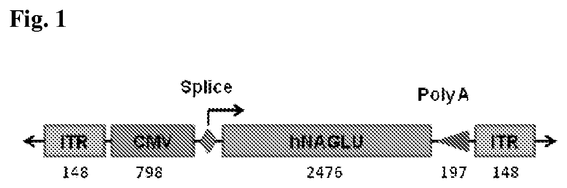 Patent US12324829 — Methods for delivery of polynucleotides by adeno-associated virus for lysosomal storage disorders — Figure 1