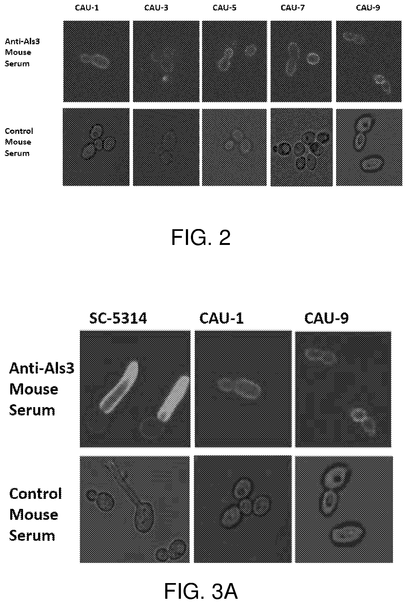 Patent US12324830 Figure 2 – Methods of treatment for Candida auris infections