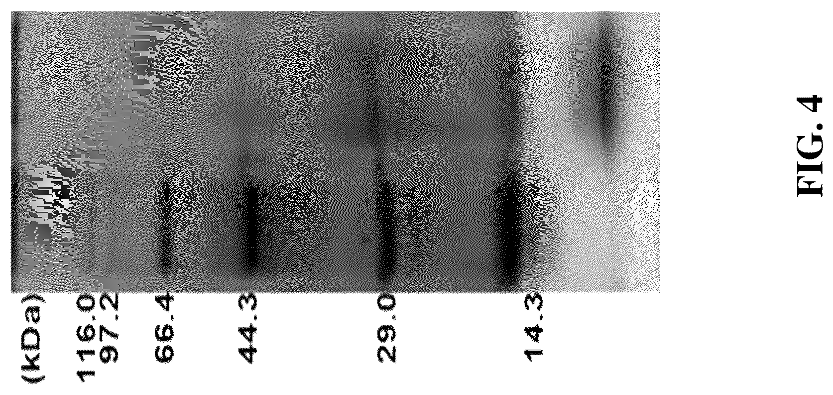 Patent US12324832 Figure 4 – Application of heptoglycan-chain-containing oligosaccharide compounds in preparation of vaccine against Helicobacter pylori