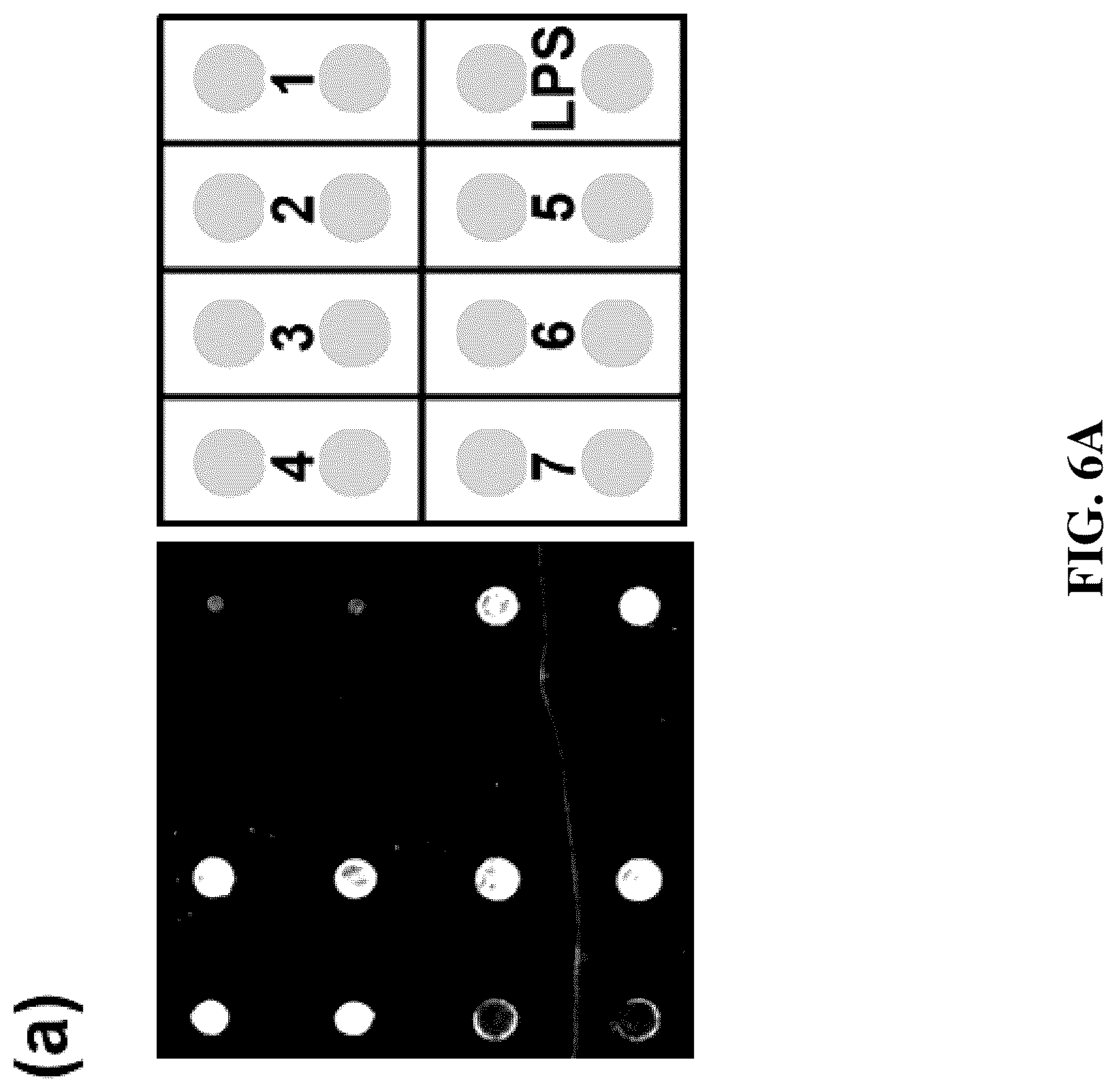 Patent US12324832 Figure 6 – Application of heptoglycan-chain-containing oligosaccharide compounds in preparation of vaccine against Helicobacter pylori
