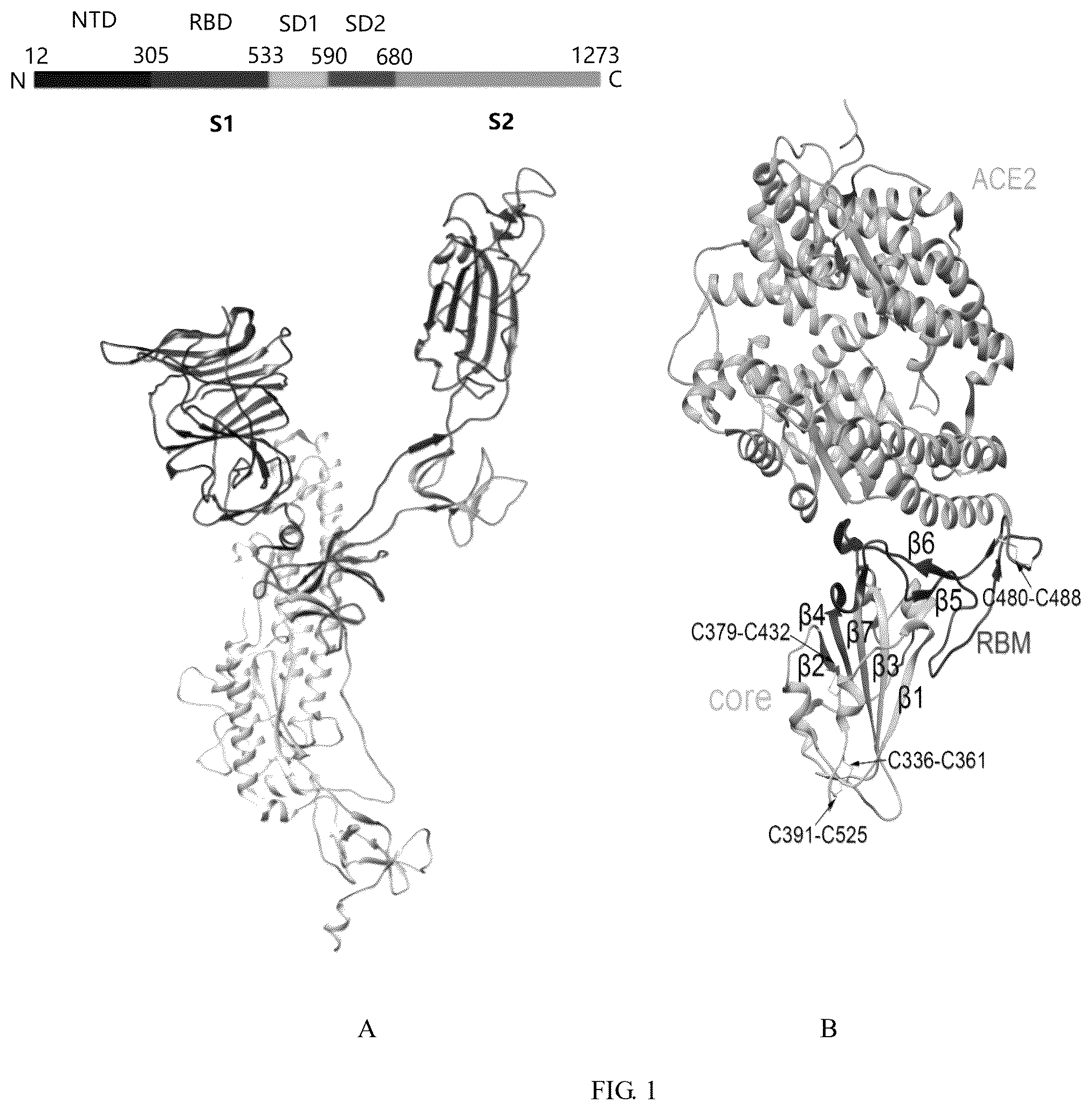 Patent US12324833 — Recombinant severe respiratory syndrome coronavirus 2 Rbd trimer protein vaccine capable of generating broad-spectrum cross neutralization activity, and preparation method and use thereof — Figure 1