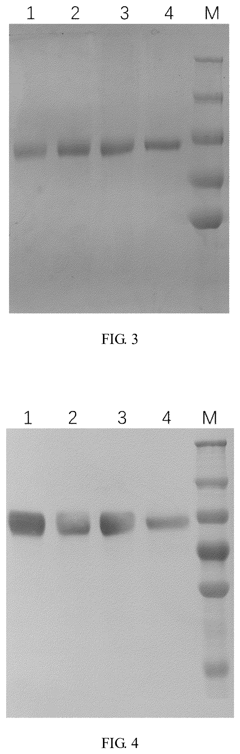 Patent US12324833 Figure 3 – Recombinant severe respiratory syndrome coronavirus 2 Rbd trimer protein vaccine capable of generating broad-spectrum cross neutralization activity, and preparation method and use thereof