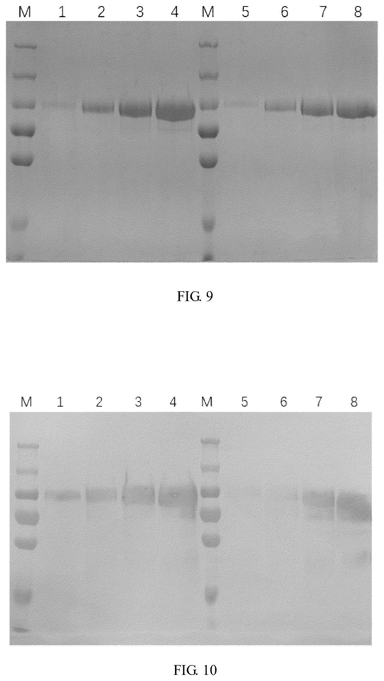 Patent US12324833 Figure 8 – Recombinant severe respiratory syndrome coronavirus 2 Rbd trimer protein vaccine capable of generating broad-spectrum cross neutralization activity, and preparation method and use thereof