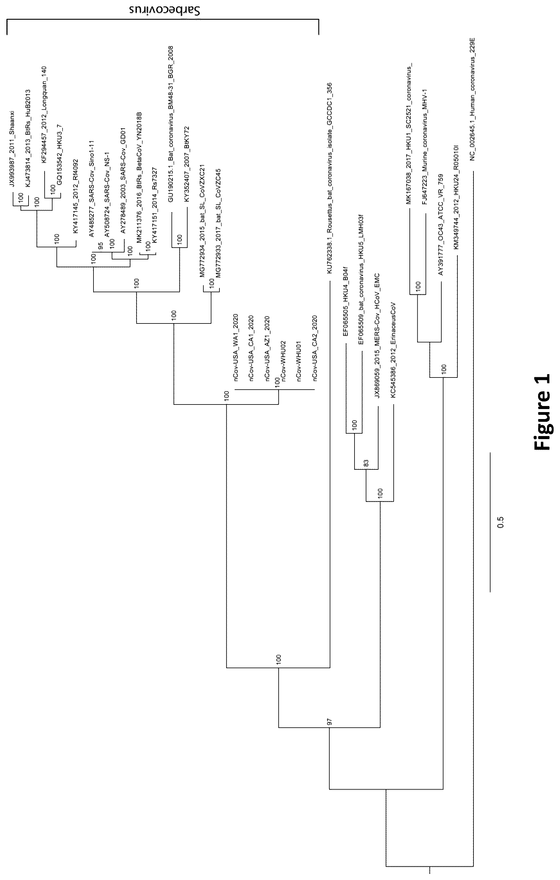 Patent US12324834 Figure 1 – Nucleic acid vaccine against the SARS-CoV-2 coronavirus