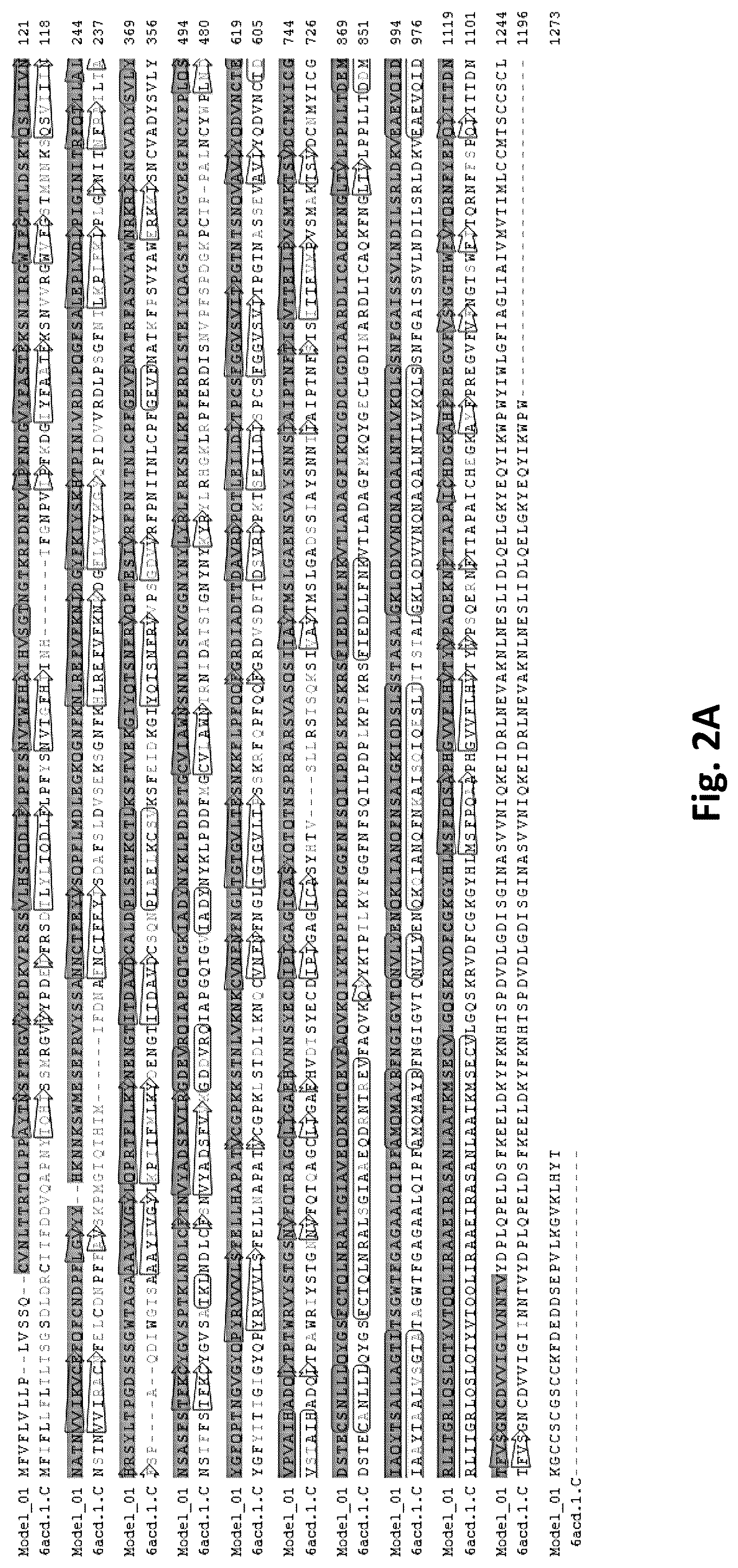 Patent US12324834 Figure 2 – Nucleic acid vaccine against the SARS-CoV-2 coronavirus