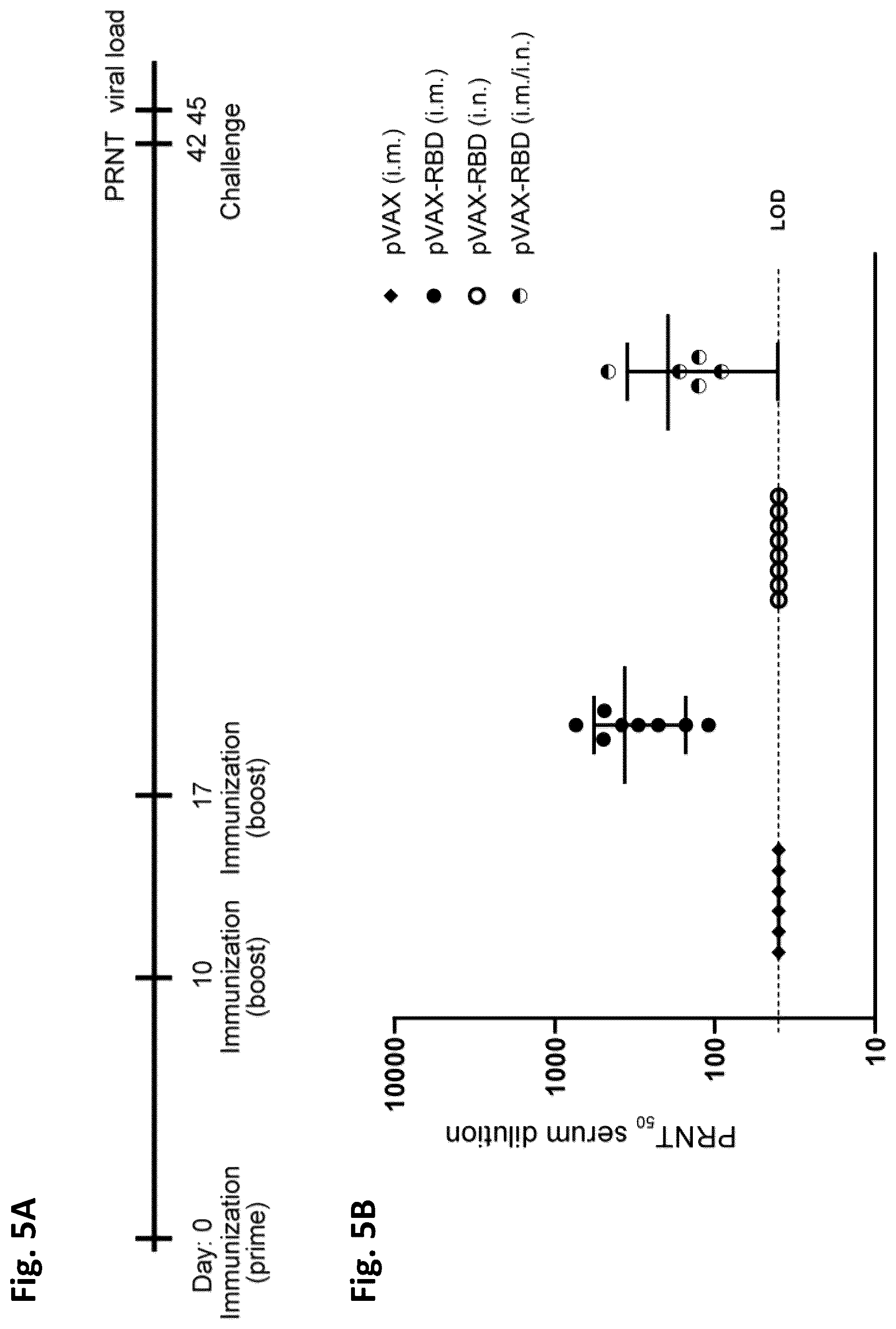 Patent US12324834 Figure 7 – Nucleic acid vaccine against the SARS-CoV-2 coronavirus