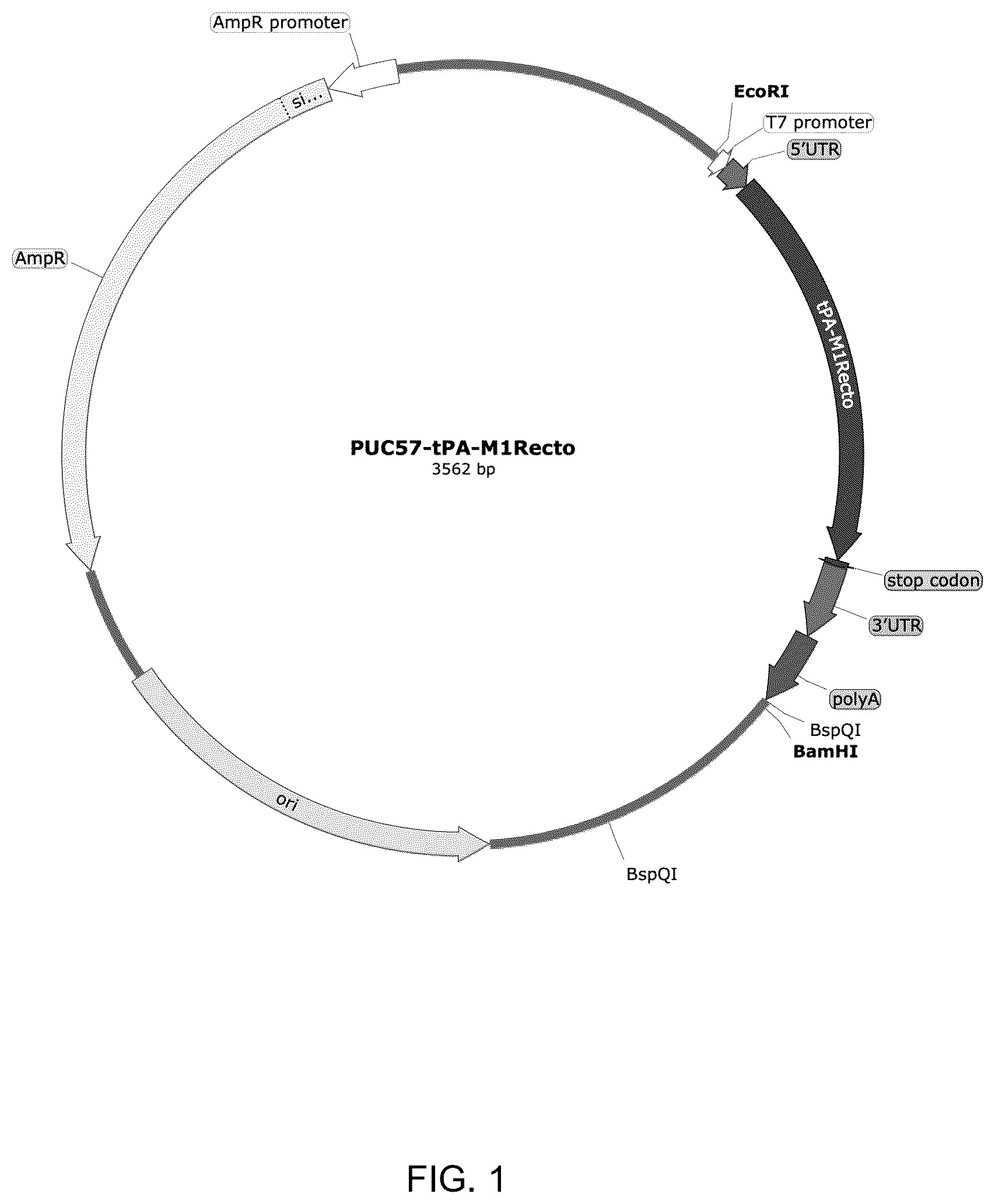 Patent US12324835 — mRNA vaccine encoding fusion antigen against Mpox and severe acute respiratory syndrome coronavirus 2 — Figure 1