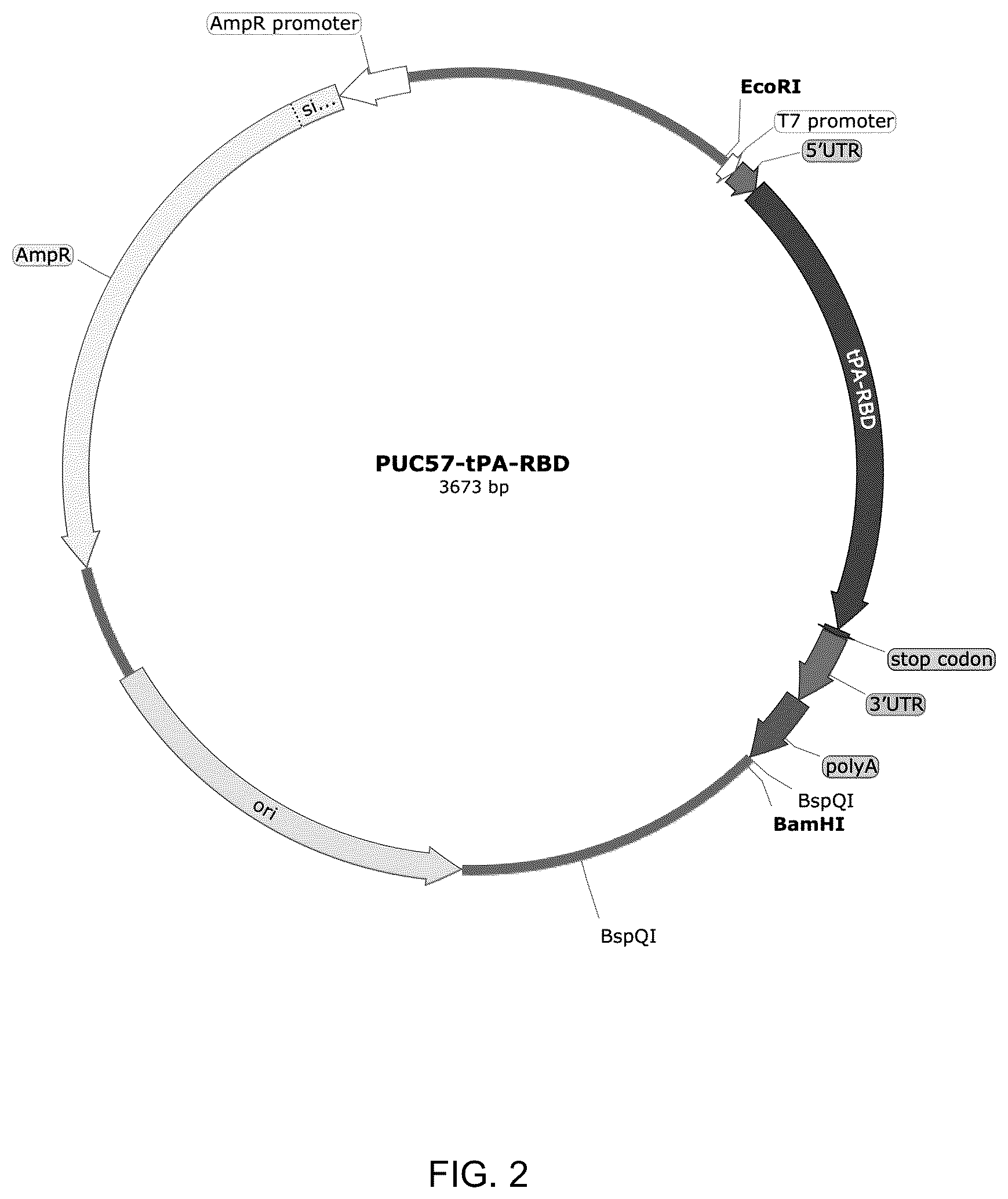 Patent US12324835 Figure 2 – mRNA vaccine encoding fusion antigen against Mpox and severe acute respiratory syndrome coronavirus 2