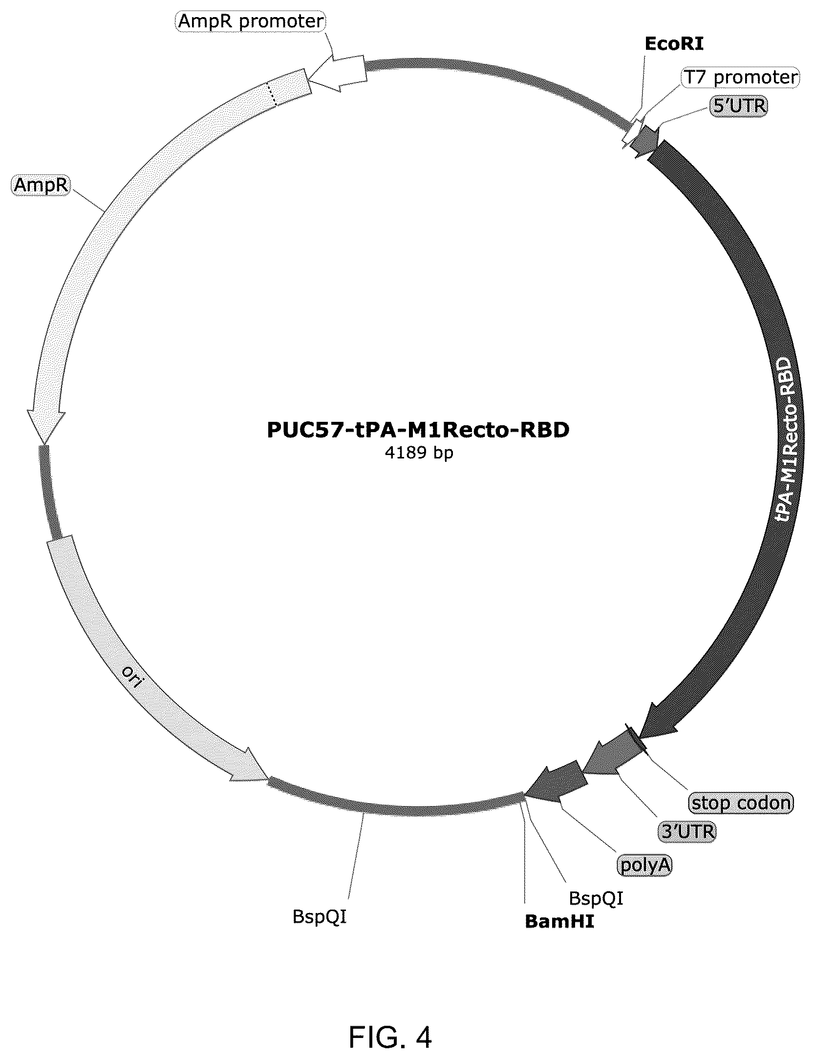 Patent US12324835 Figure 4 – mRNA vaccine encoding fusion antigen against Mpox and severe acute respiratory syndrome coronavirus 2