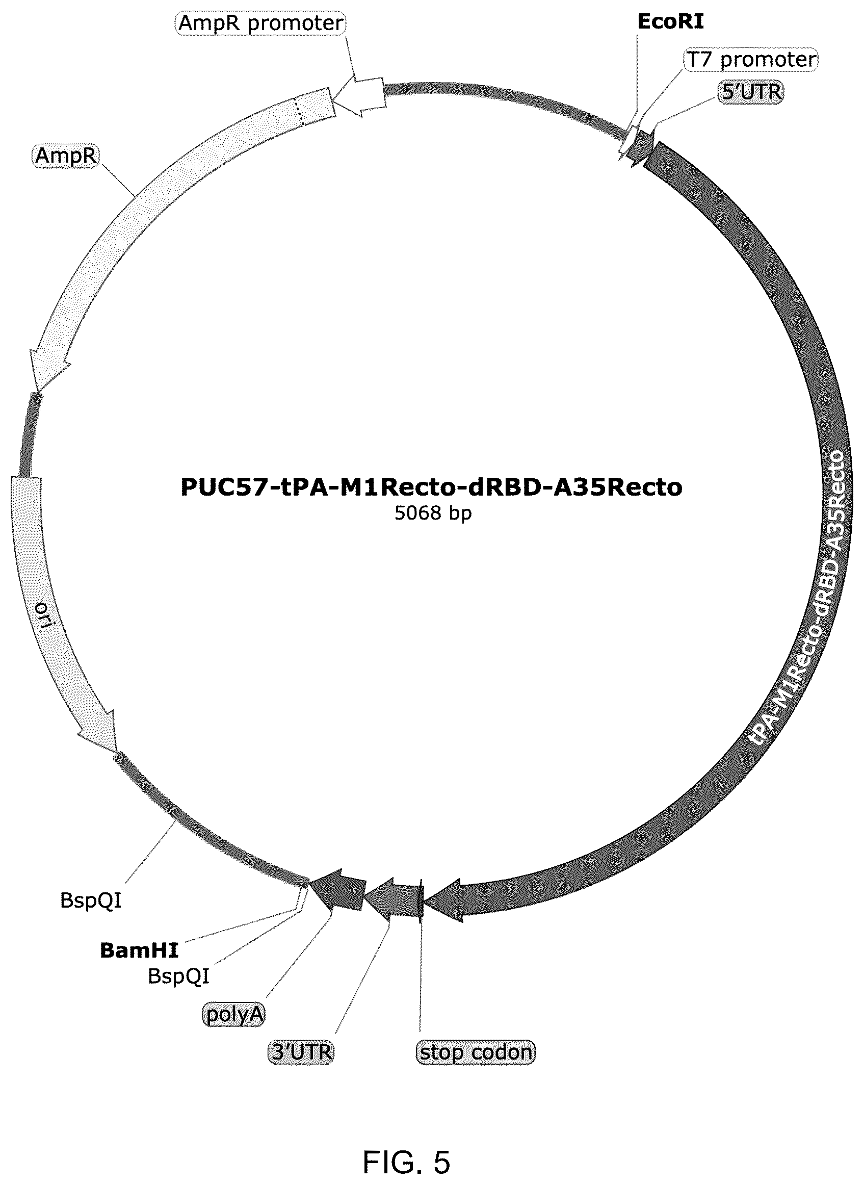 Patent US12324835 Figure 5 – mRNA vaccine encoding fusion antigen against Mpox and severe acute respiratory syndrome coronavirus 2