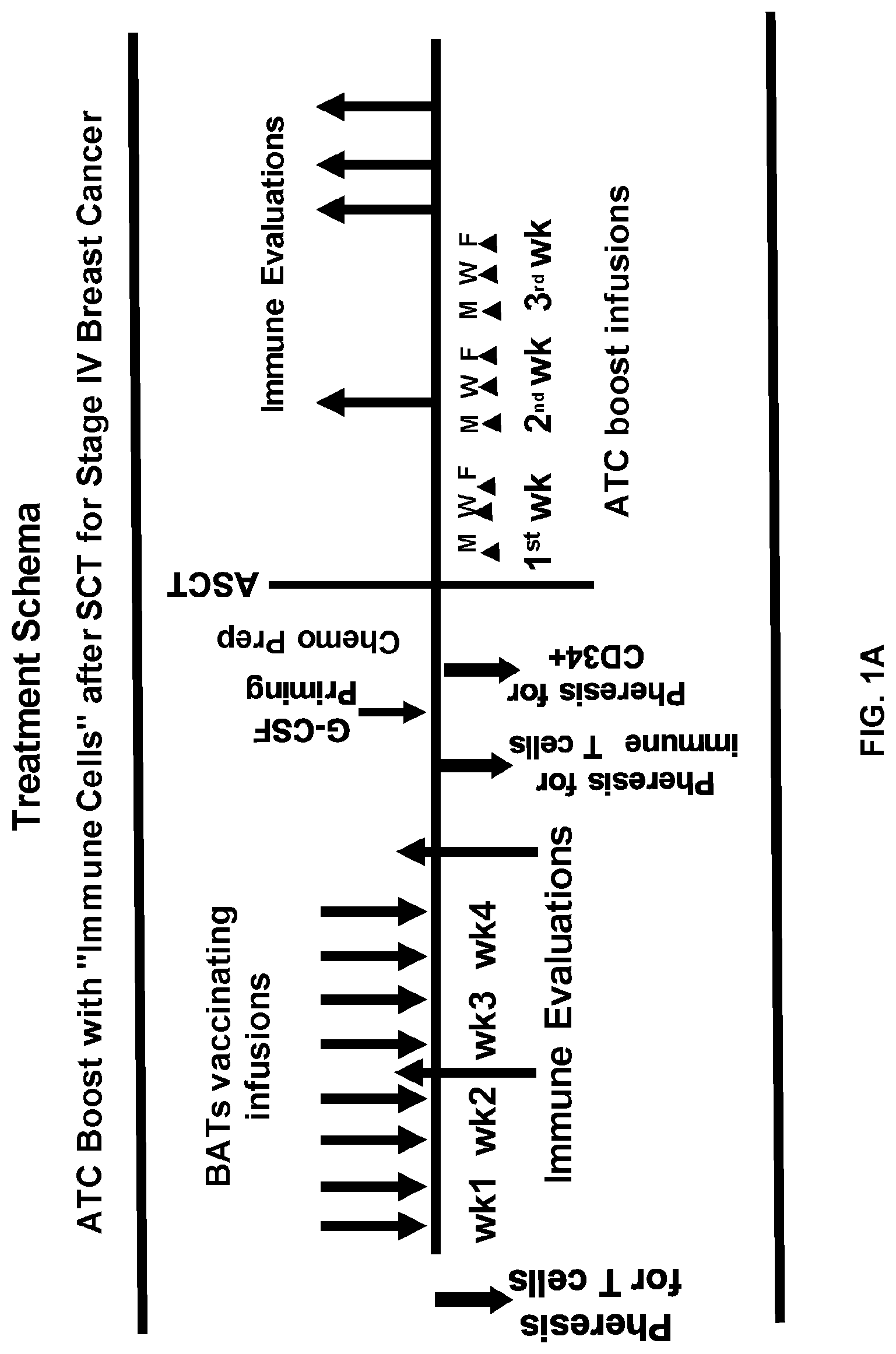 Patent US12324836 Figure 1 – Methods and compositions for vaccinating and boosting cancer patients