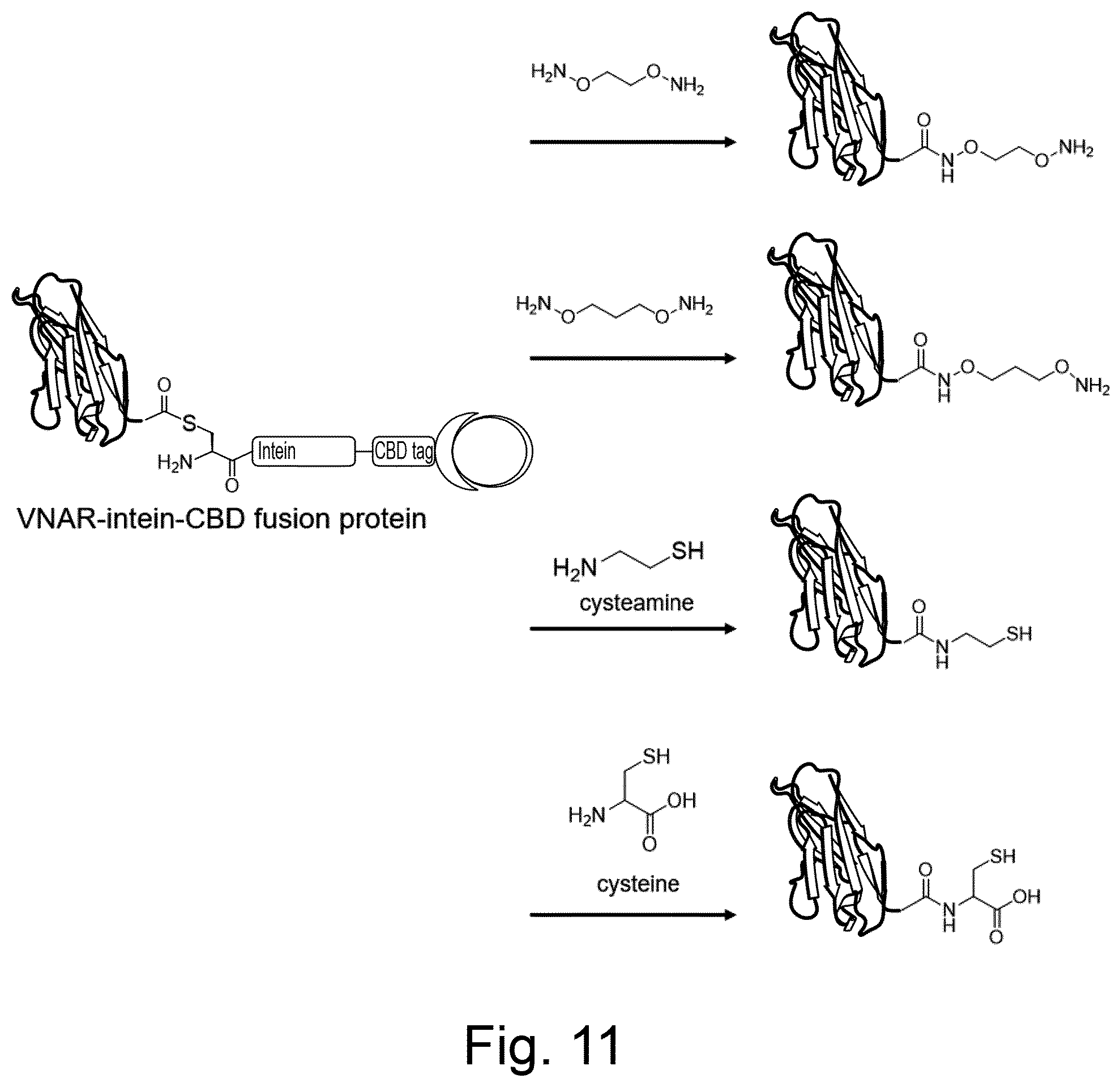 Patent US12324837 Figure 7 – ROR1-specific antigen binding molecules
