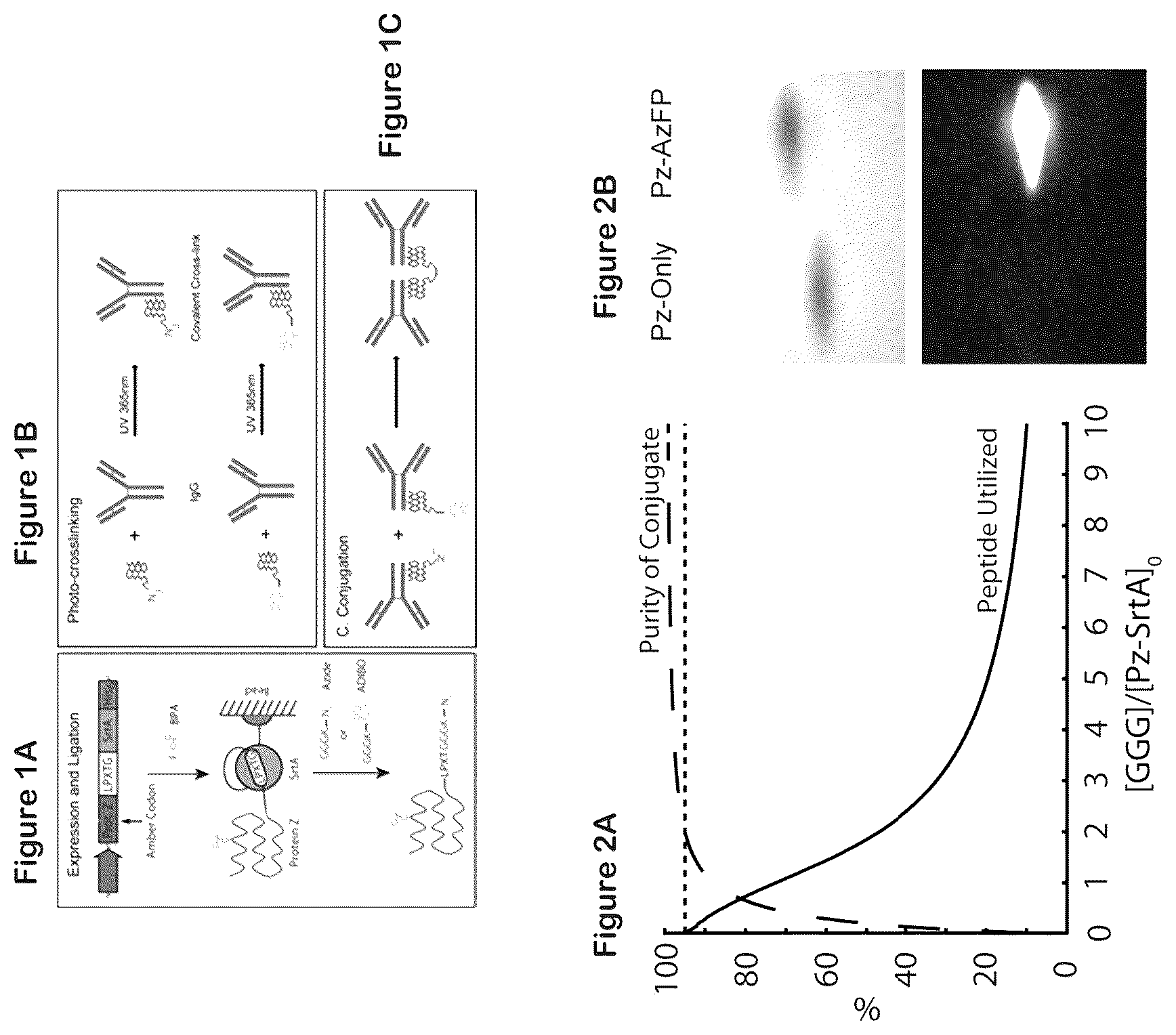 Patent US12324842 Figure 1 – Compositions and methods for making antibody conjugates