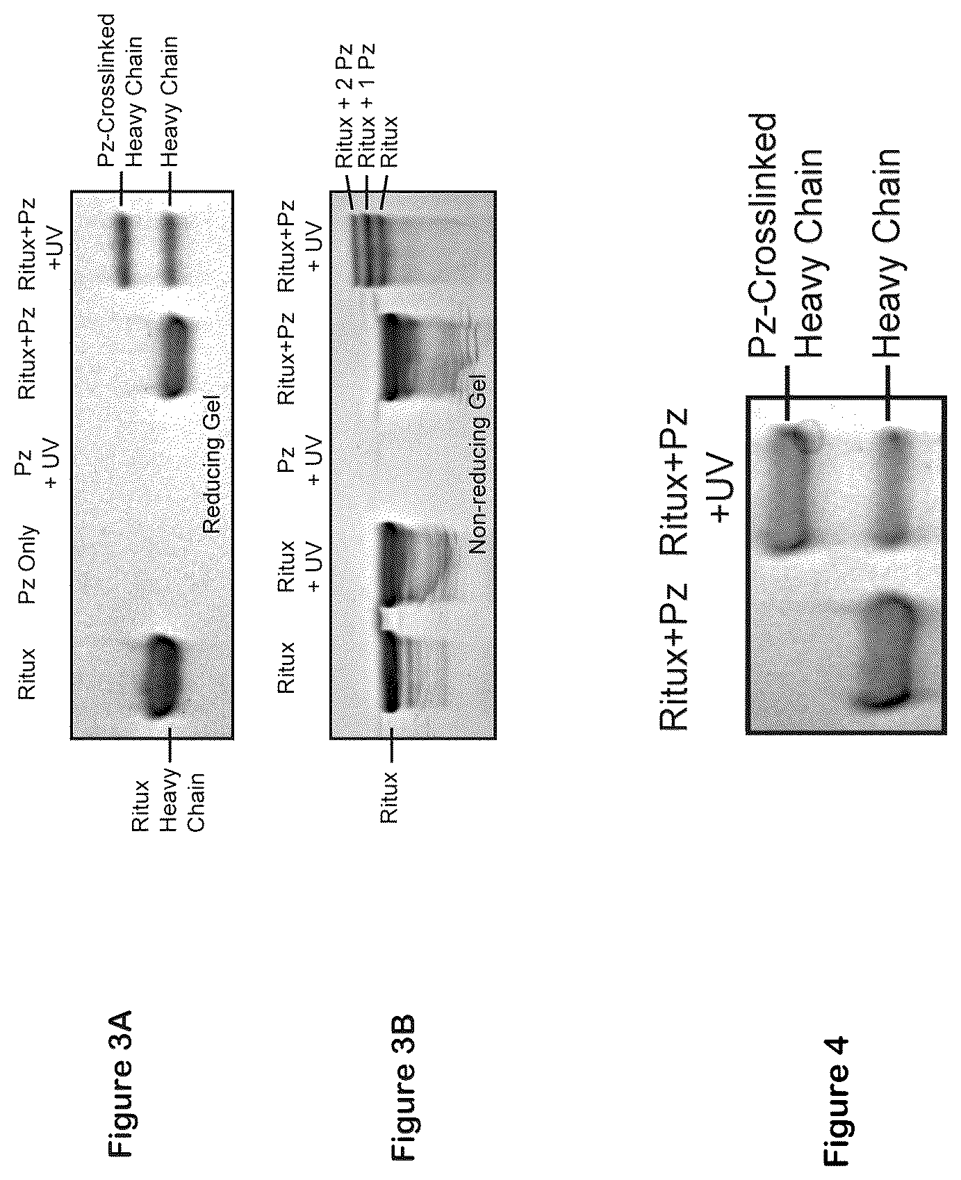 Patent US12324842 Figure 2 – Compositions and methods for making antibody conjugates
