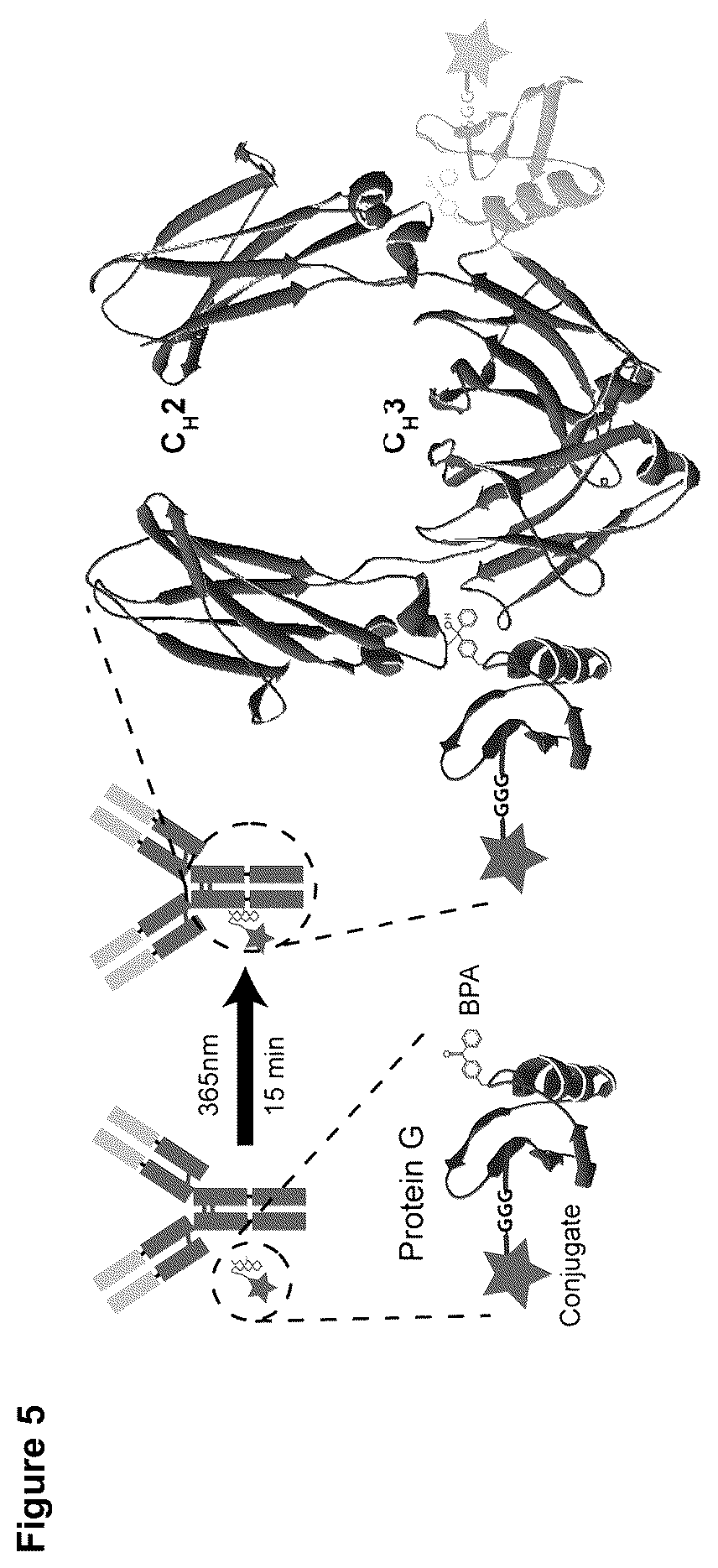Patent US12324842 Figure 3 – Compositions and methods for making antibody conjugates