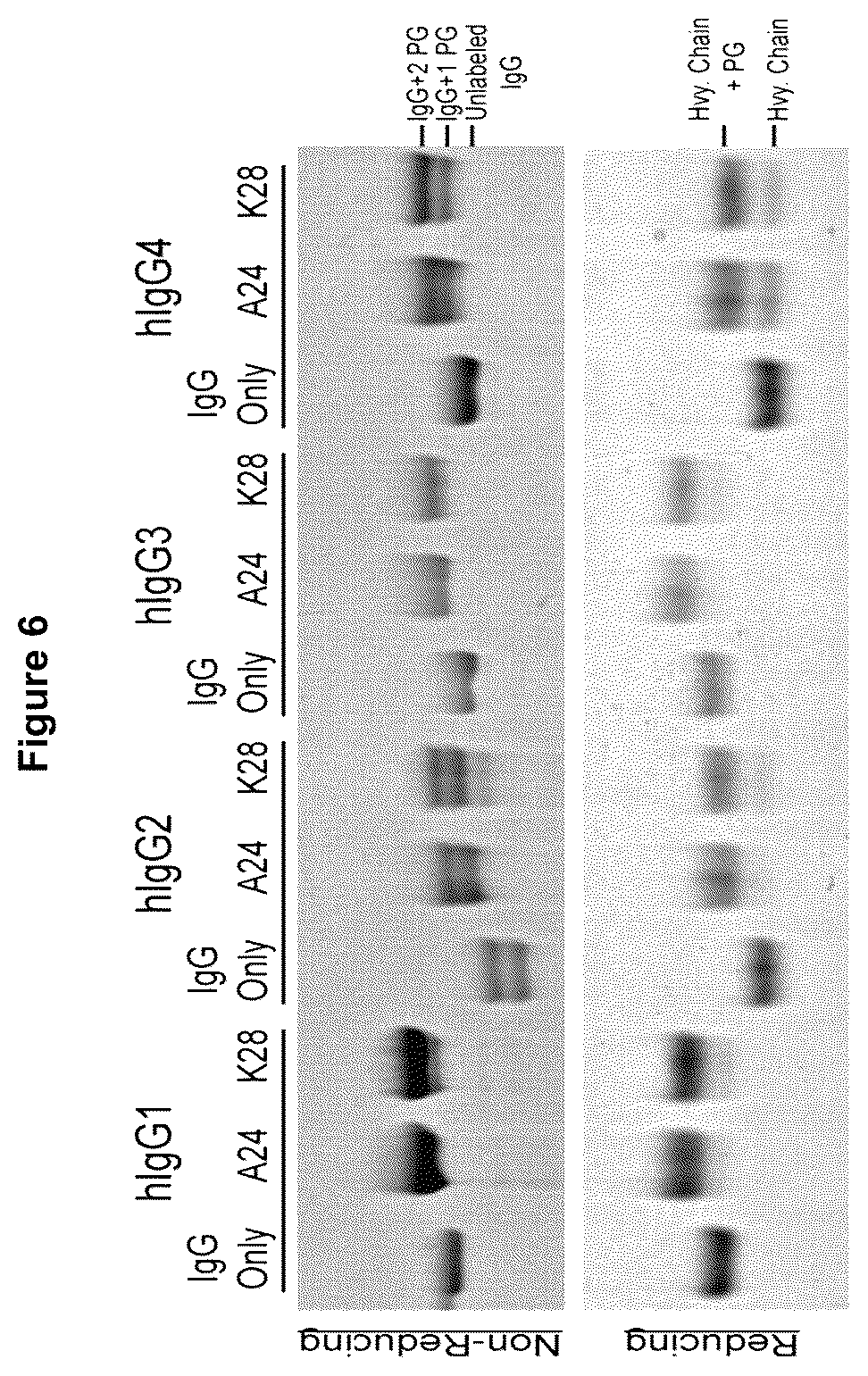 Patent US12324842 Figure 4 – Compositions and methods for making antibody conjugates