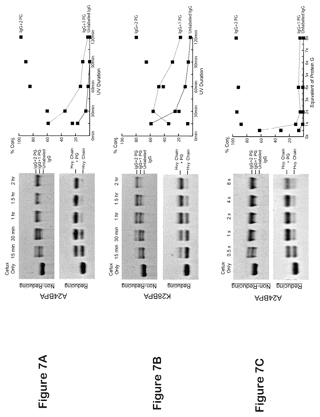 Patent US12324842 Figure 5 – Compositions and methods for making antibody conjugates