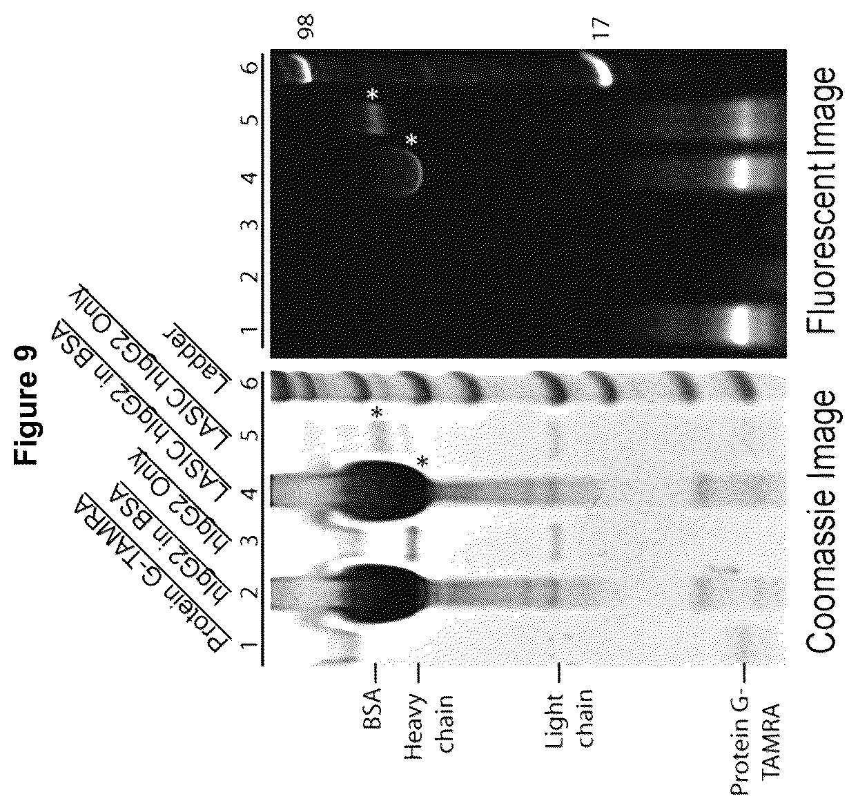 Patent US12324842 Figure 7 – Compositions and methods for making antibody conjugates