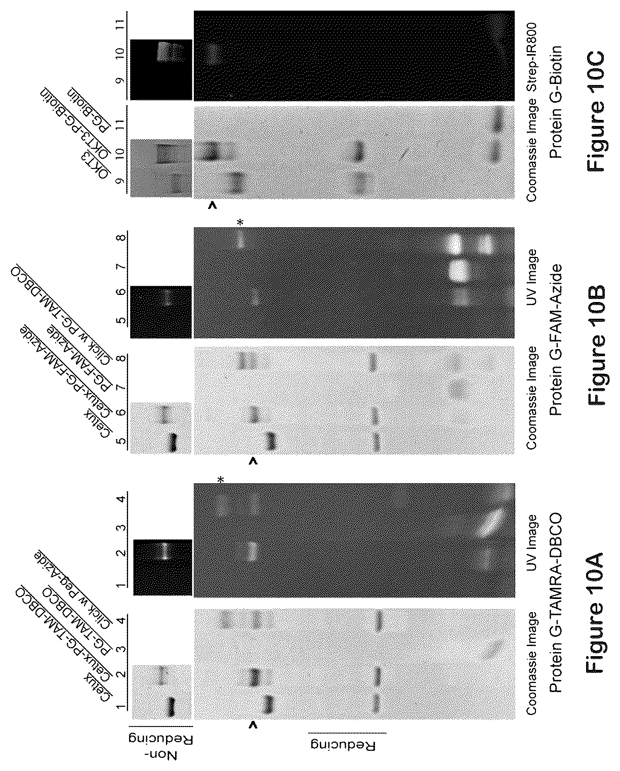 Patent US12324842 Figure 8 – Compositions and methods for making antibody conjugates