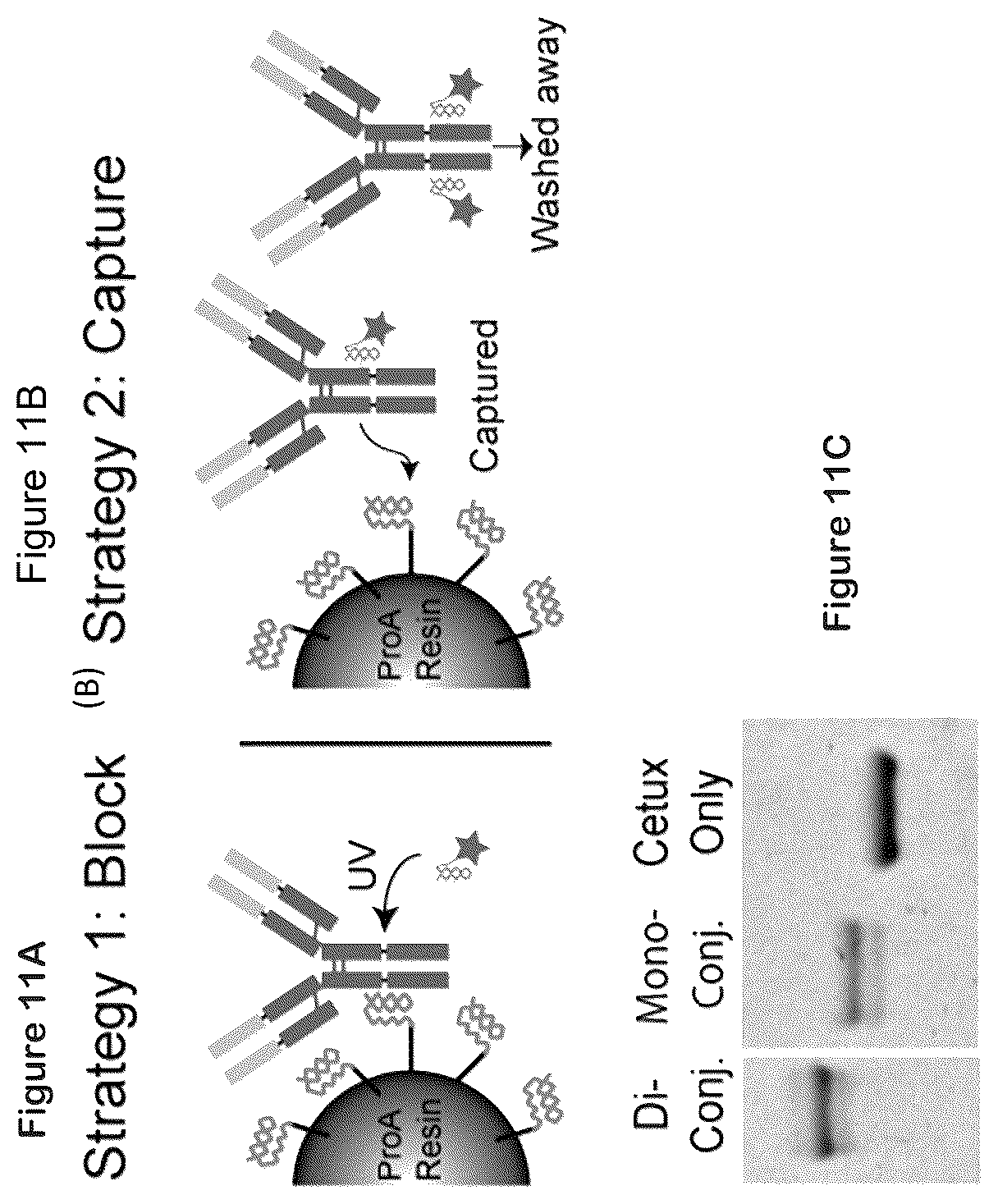 Patent US12324842 Figure 9 – Compositions and methods for making antibody conjugates
