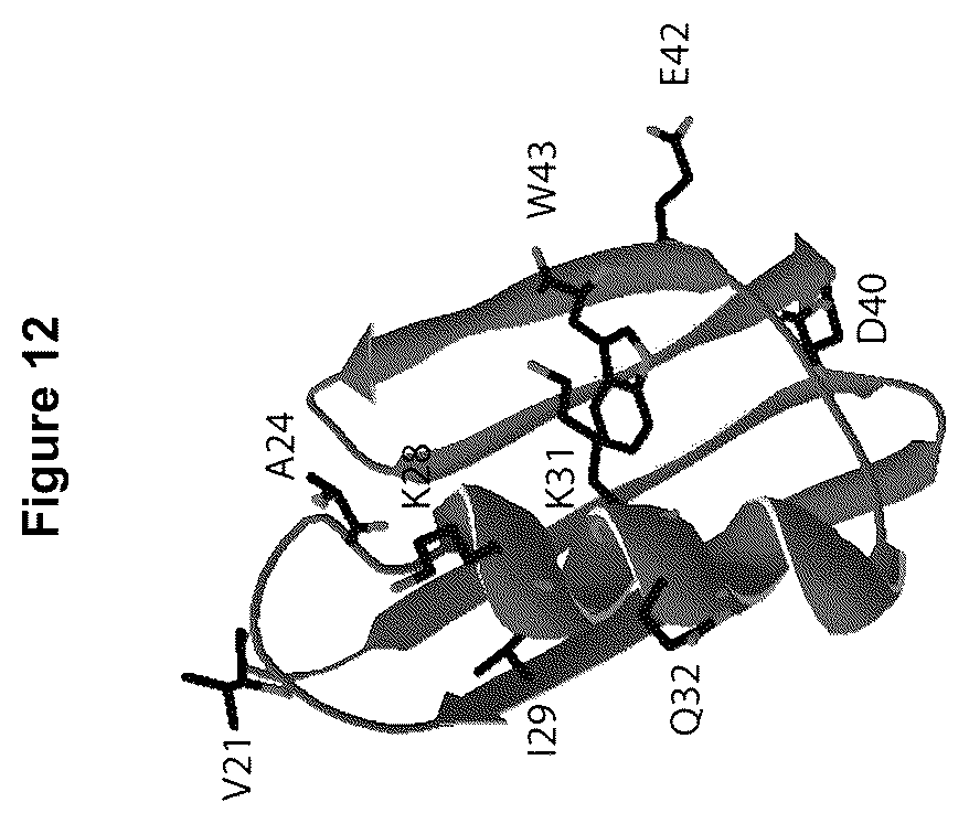 Patent US12324842 Figure 10 – Compositions and methods for making antibody conjugates