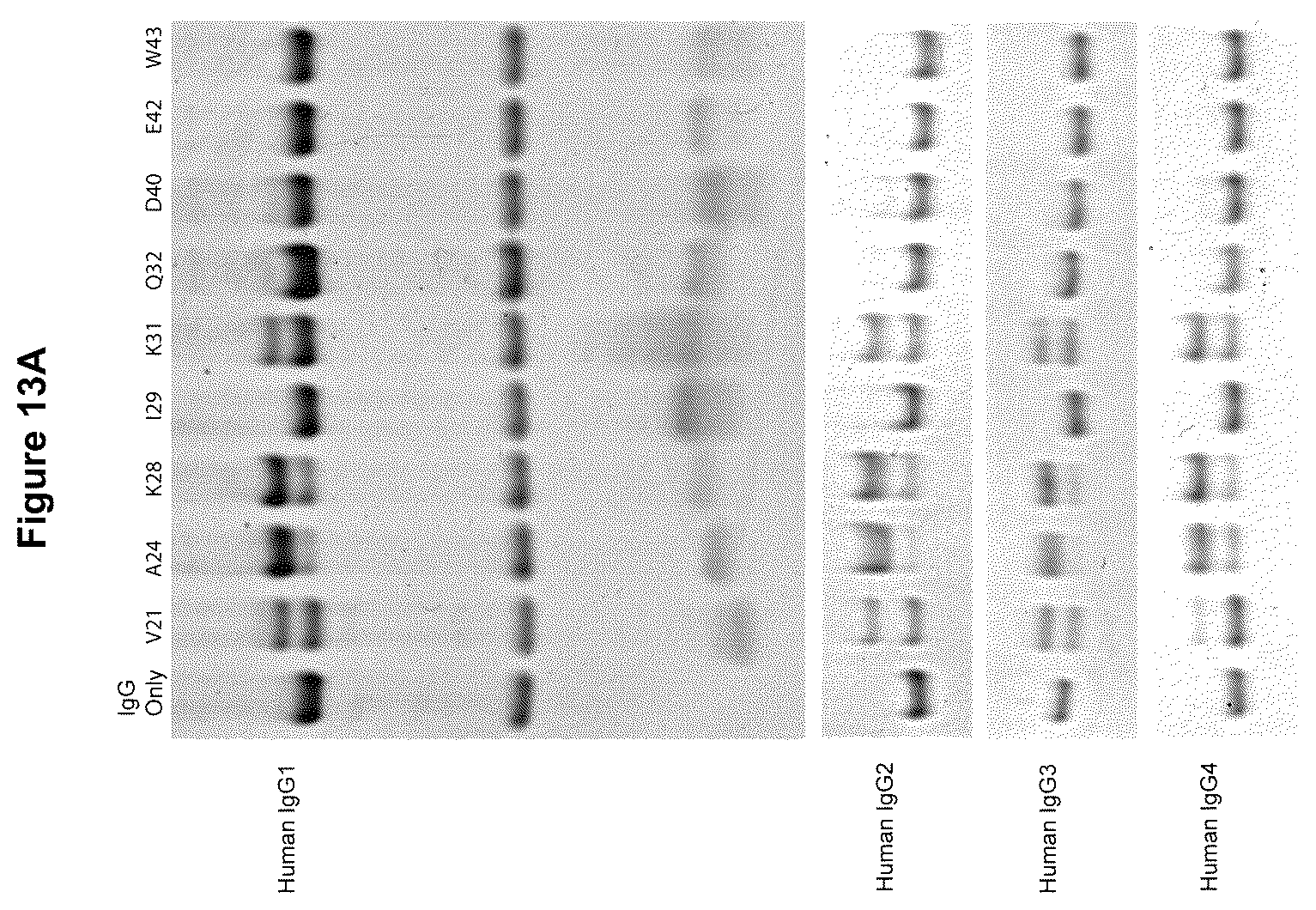 Patent US12324842 Figure 11 – Compositions and methods for making antibody conjugates