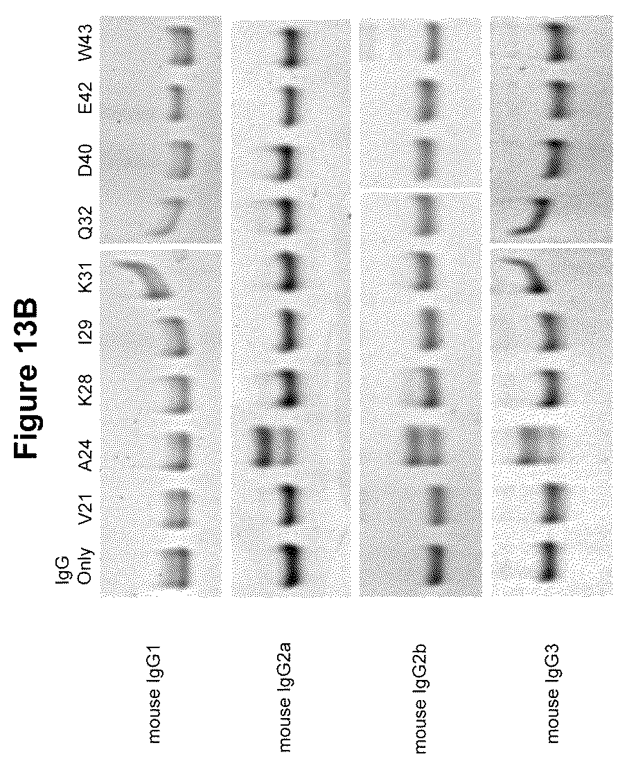 Patent US12324842 Figure 12 – Compositions and methods for making antibody conjugates