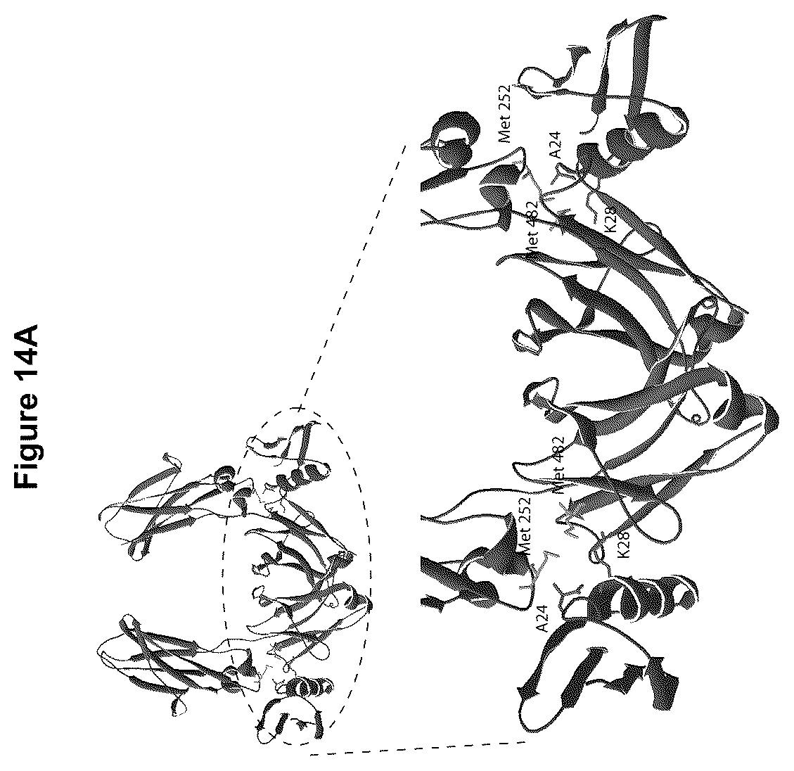Patent US12324842 Figure 13 – Compositions and methods for making antibody conjugates