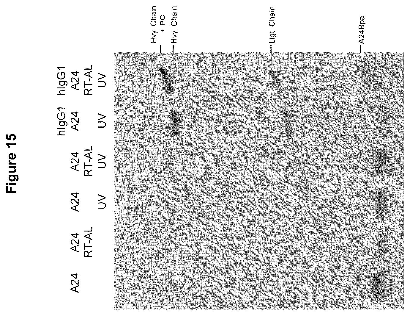 Patent US12324842 Figure 15 – Compositions and methods for making antibody conjugates