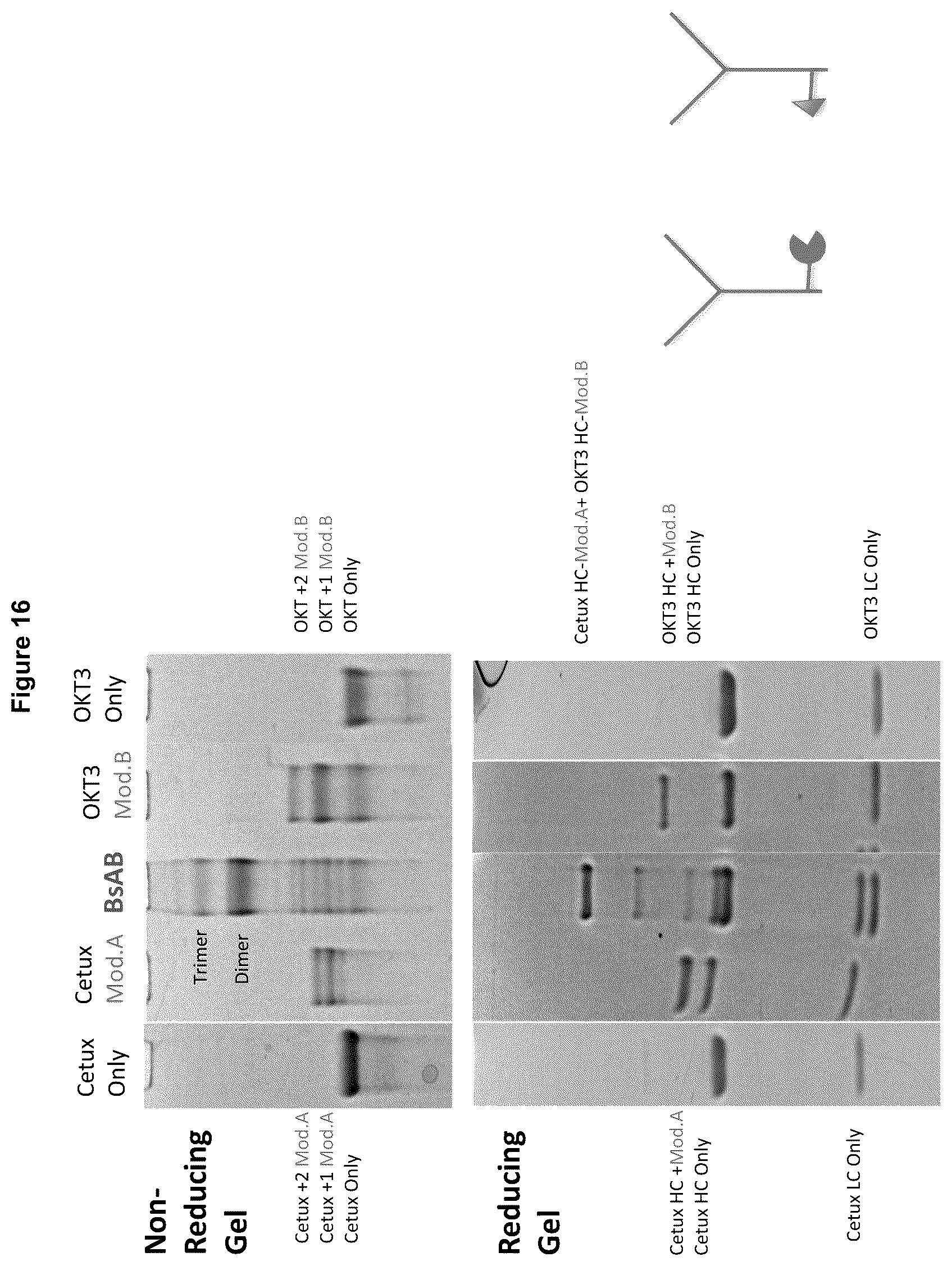 Patent US12324842 Figure 16 – Compositions and methods for making antibody conjugates