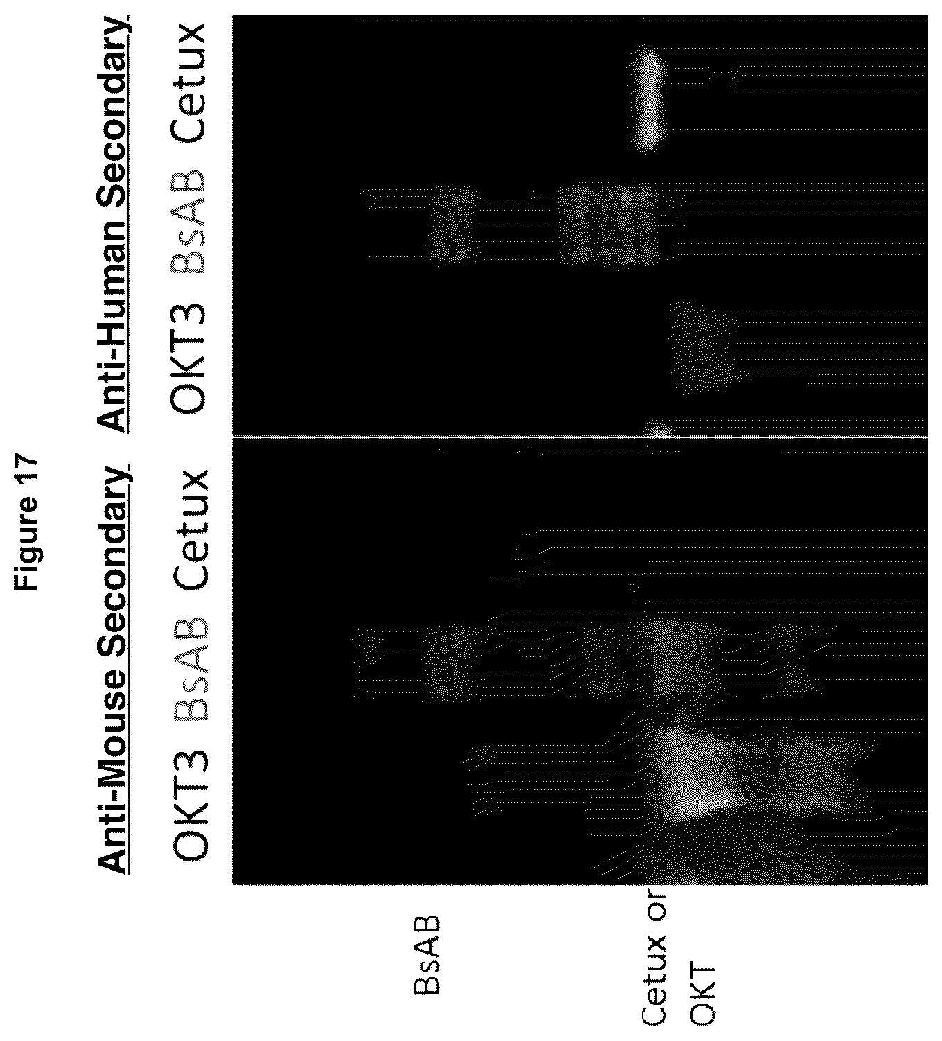 Patent US12324842 Figure 17 – Compositions and methods for making antibody conjugates
