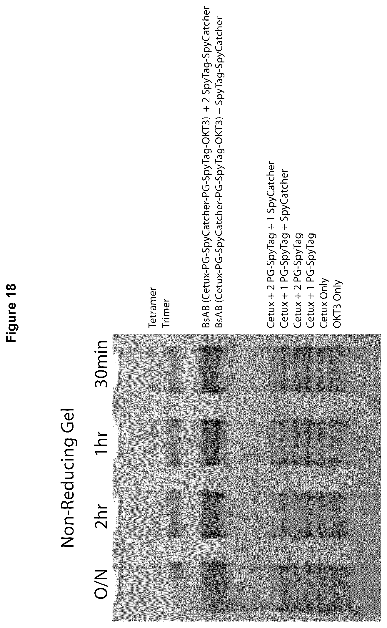 Patent US12324842 Figure 18 – Compositions and methods for making antibody conjugates
