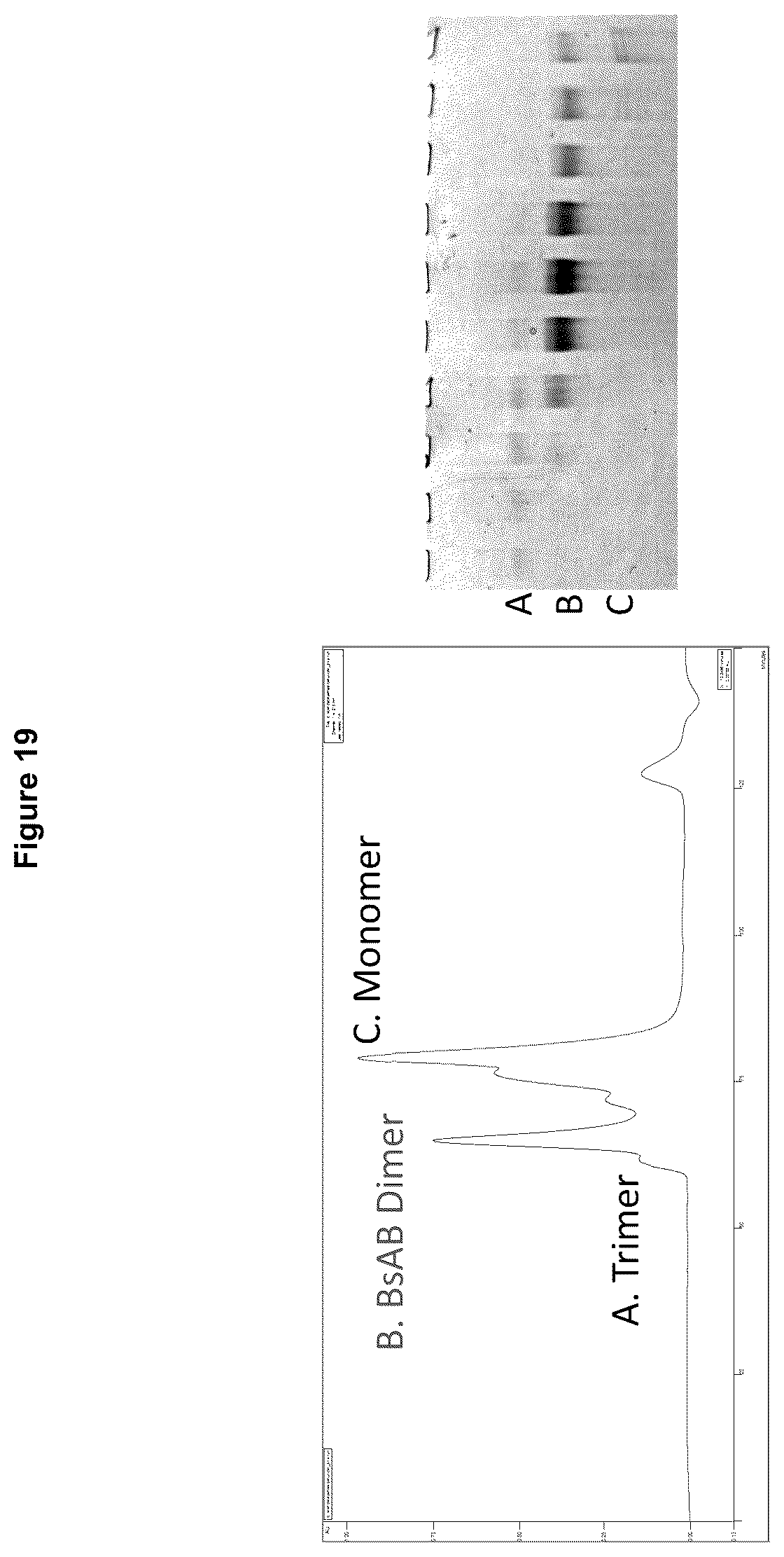 Patent US12324842 Figure 19 – Compositions and methods for making antibody conjugates
