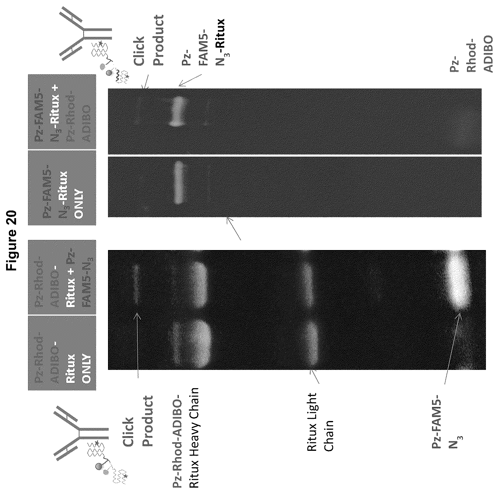 Patent US12324842 Figure 20 – Compositions and methods for making antibody conjugates
