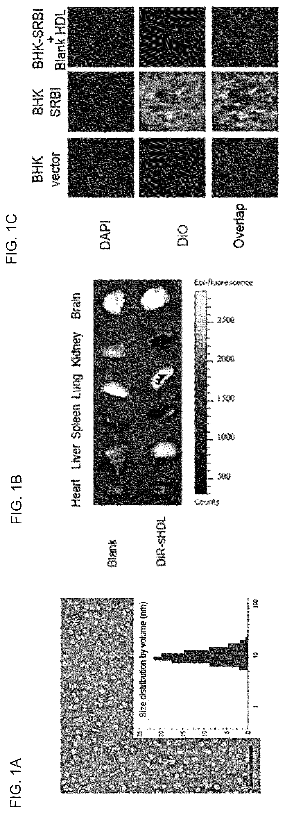 Patent US12324843 Figure 1 – Compositions and methods for delivery of biomacromolecule agents