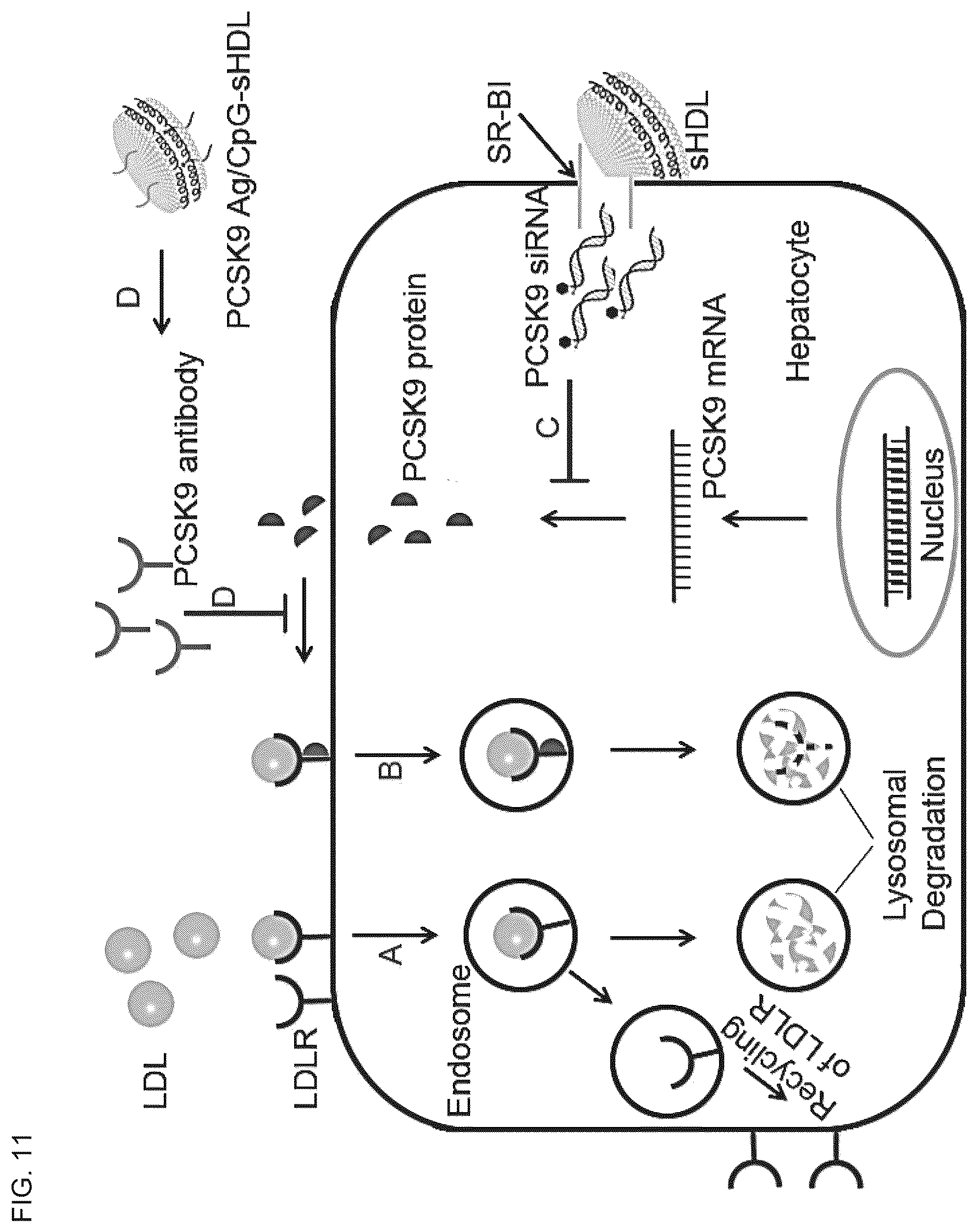 Patent US12324843 Figure 13 – Compositions and methods for delivery of biomacromolecule agents