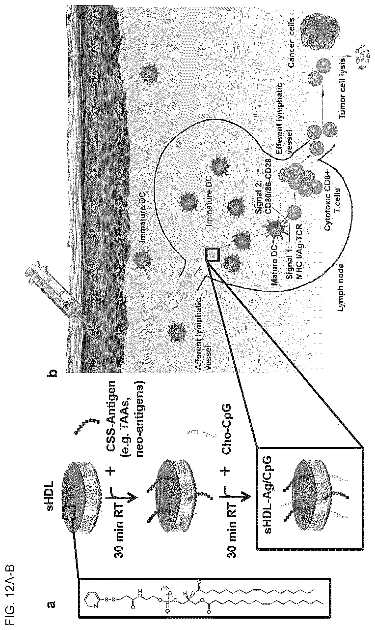 Patent US12324843 Figure 14 – Compositions and methods for delivery of biomacromolecule agents