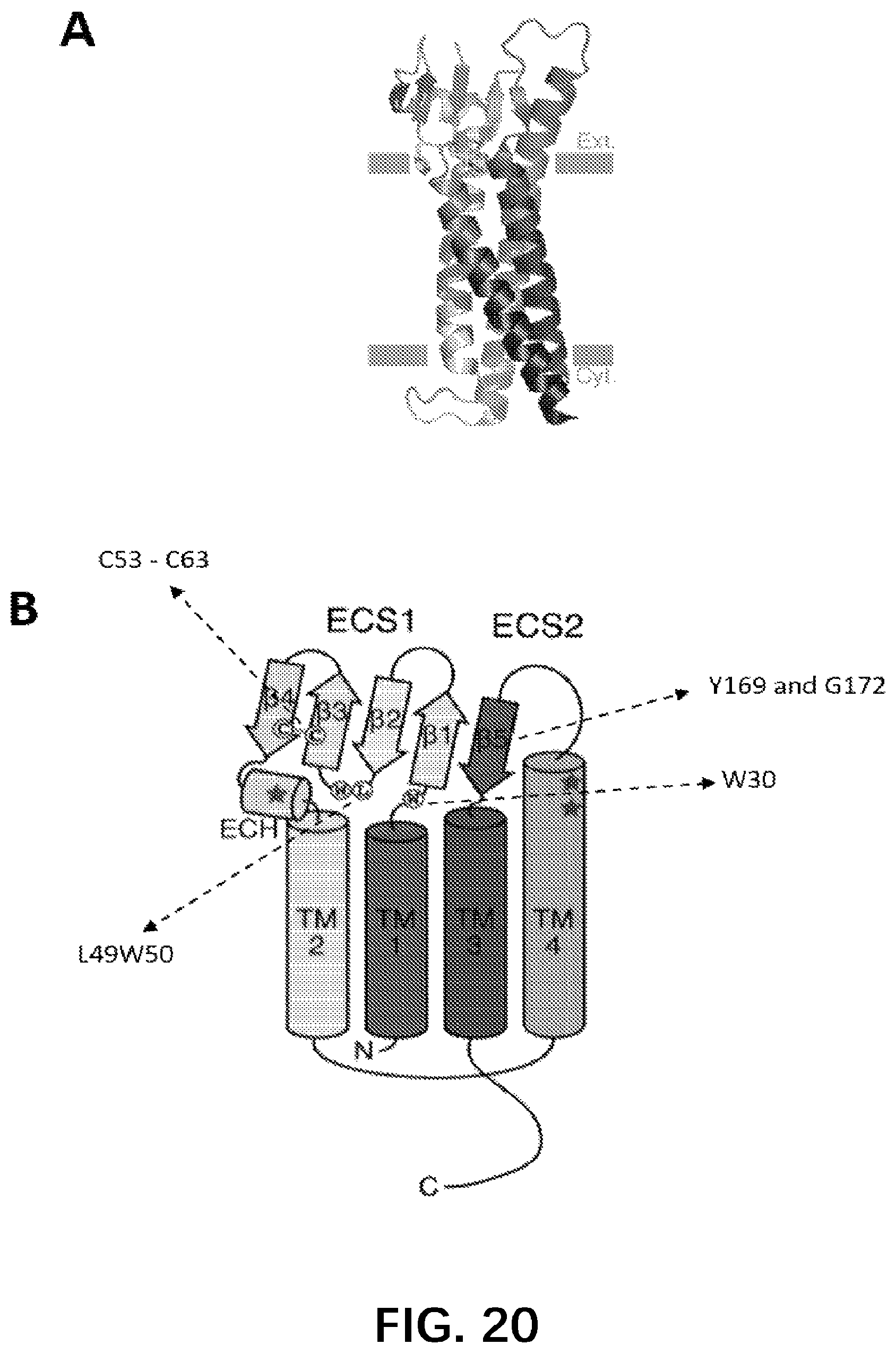 Patent US12324936 Figure 12 – Methods of treating cancer by administering an antibody-drug conjugate targeting human claudin 18.2