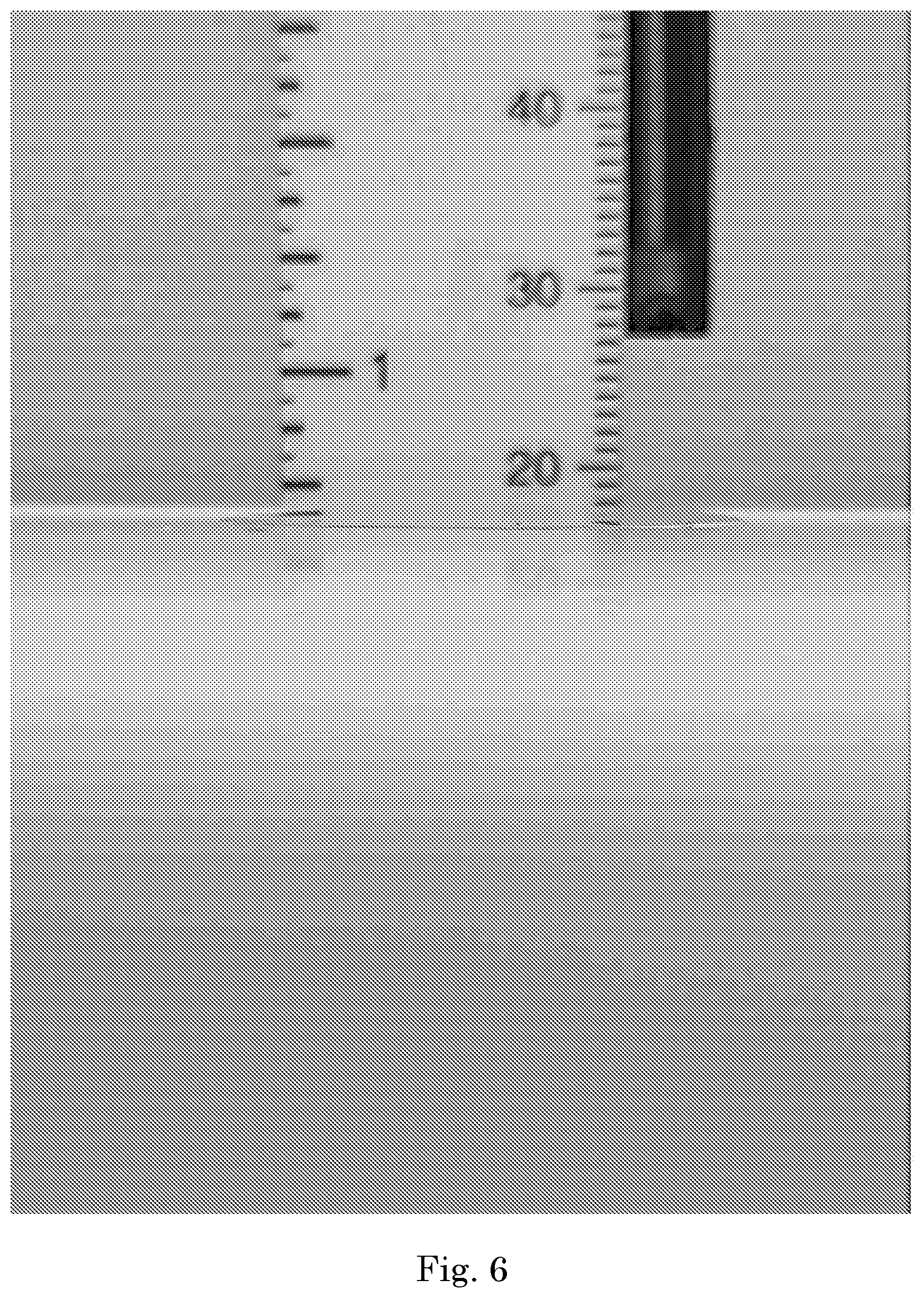 Patent US12325007 Figure 6 – Biocompatible high aspect-ratio porous membrane
