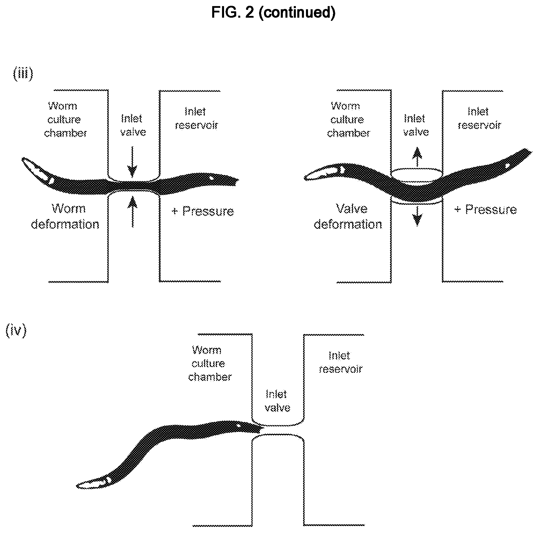 Patent US12325022 Figure 3 – Microfluidic device, system, and method for the study of organisms