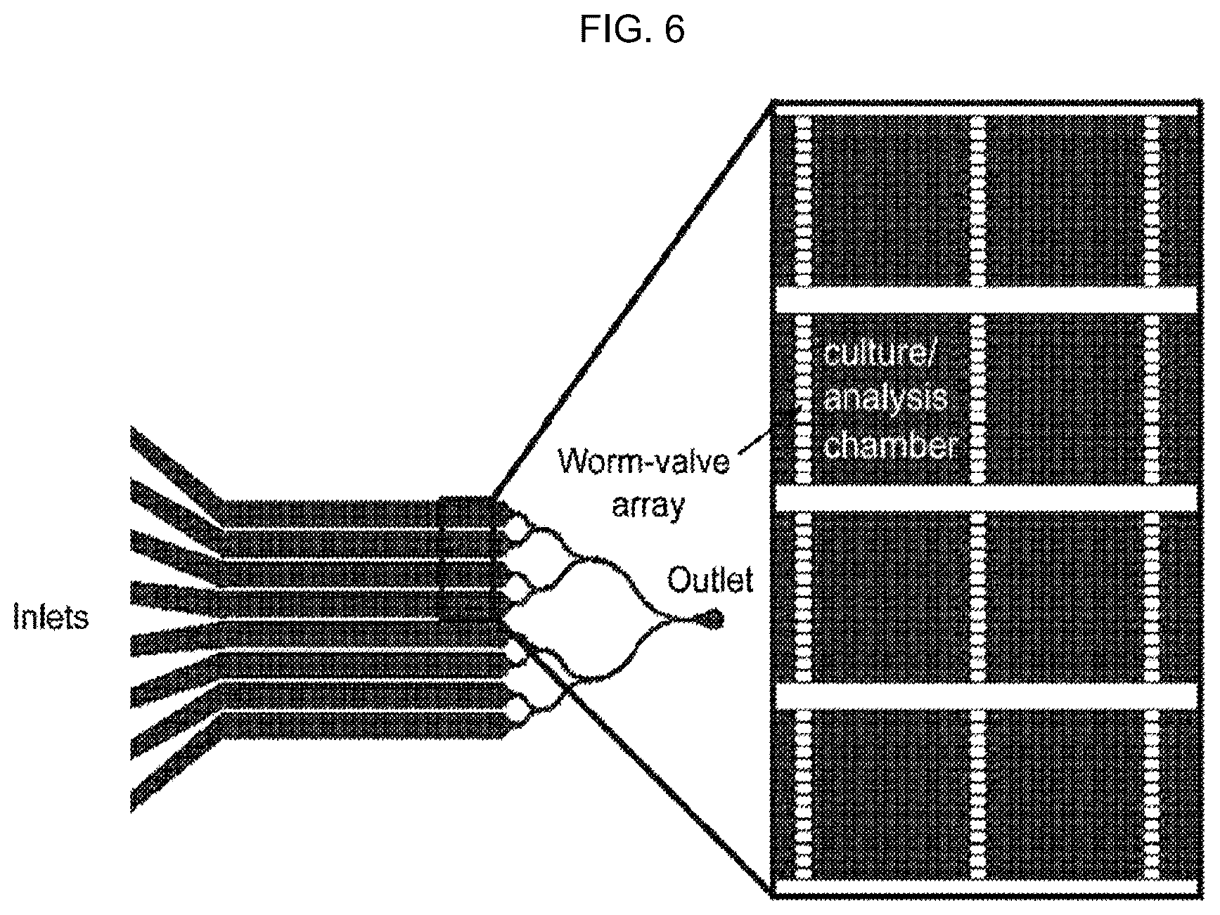 Patent US12325022 Figure 6 – Microfluidic device, system, and method for the study of organisms